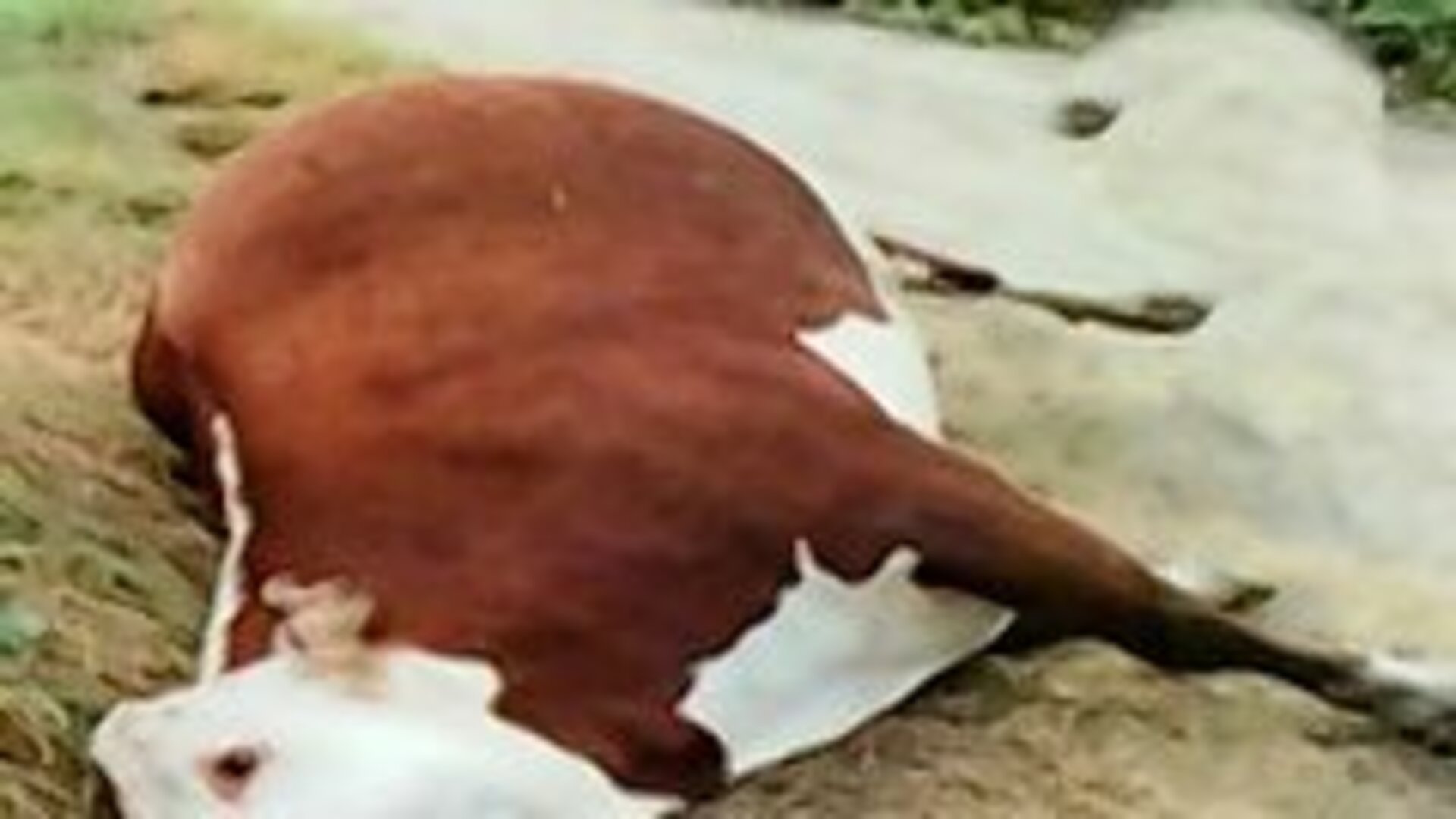 Prova Infalível : Mutilação de Gado