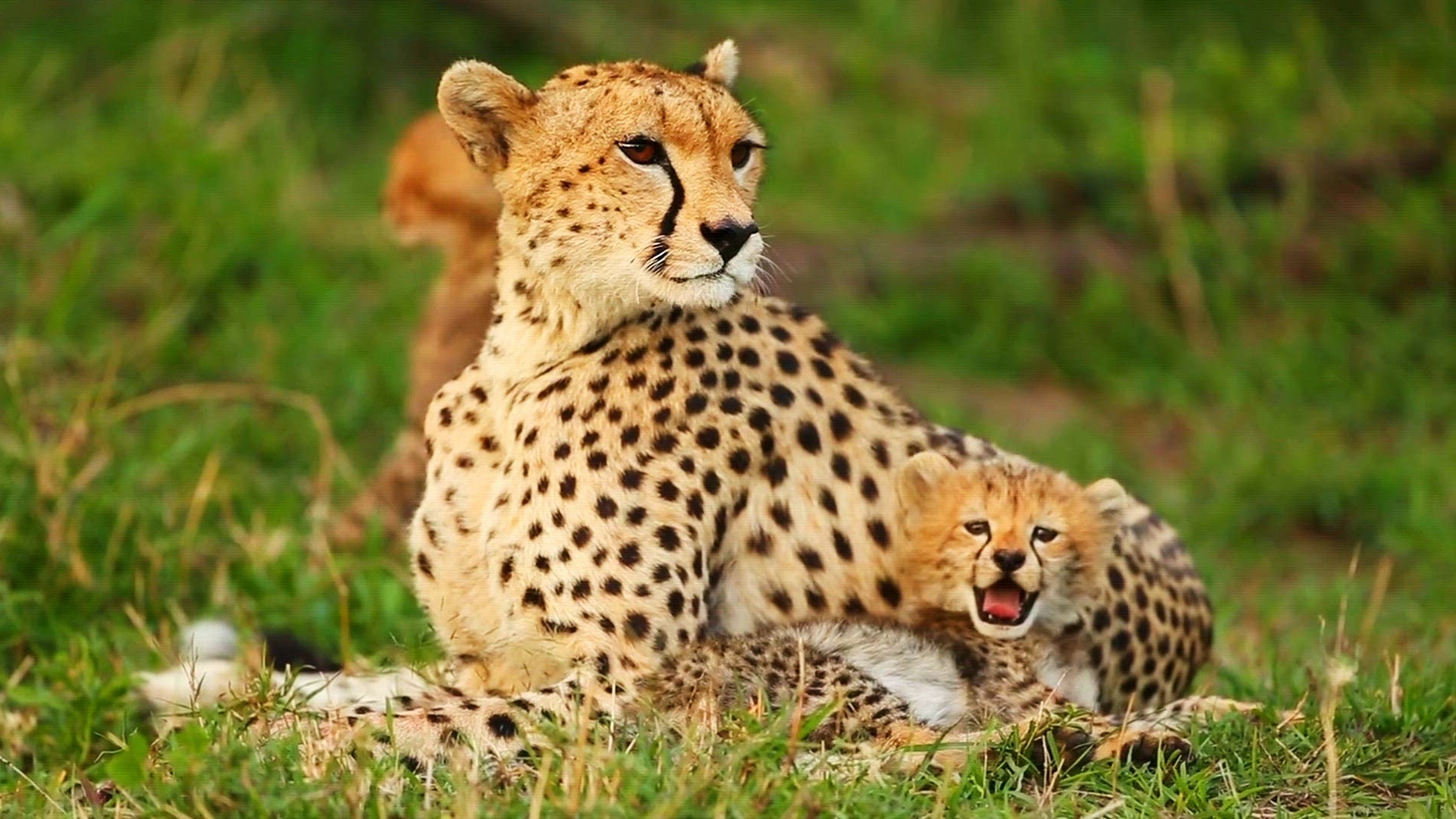 Histórias Animais : T1 EP1 - A História dos Felinos