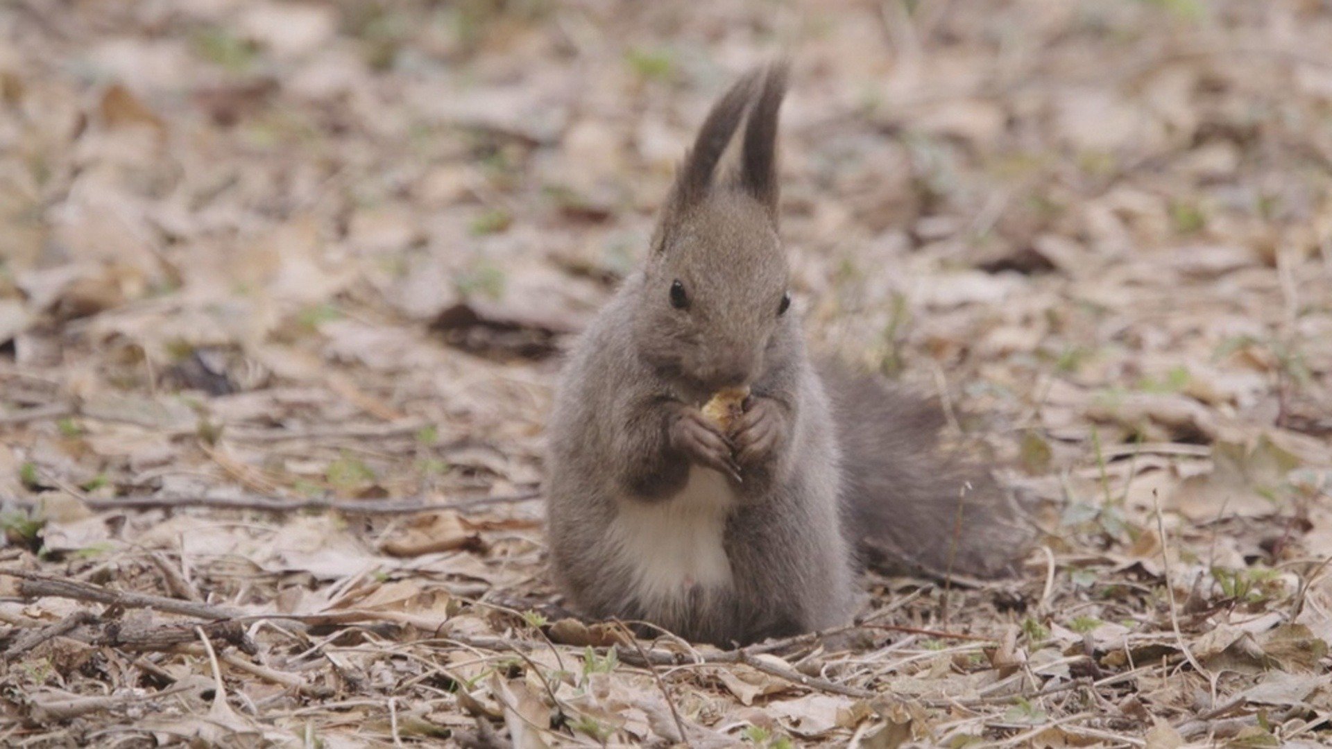 Natural Grandeur of the East
