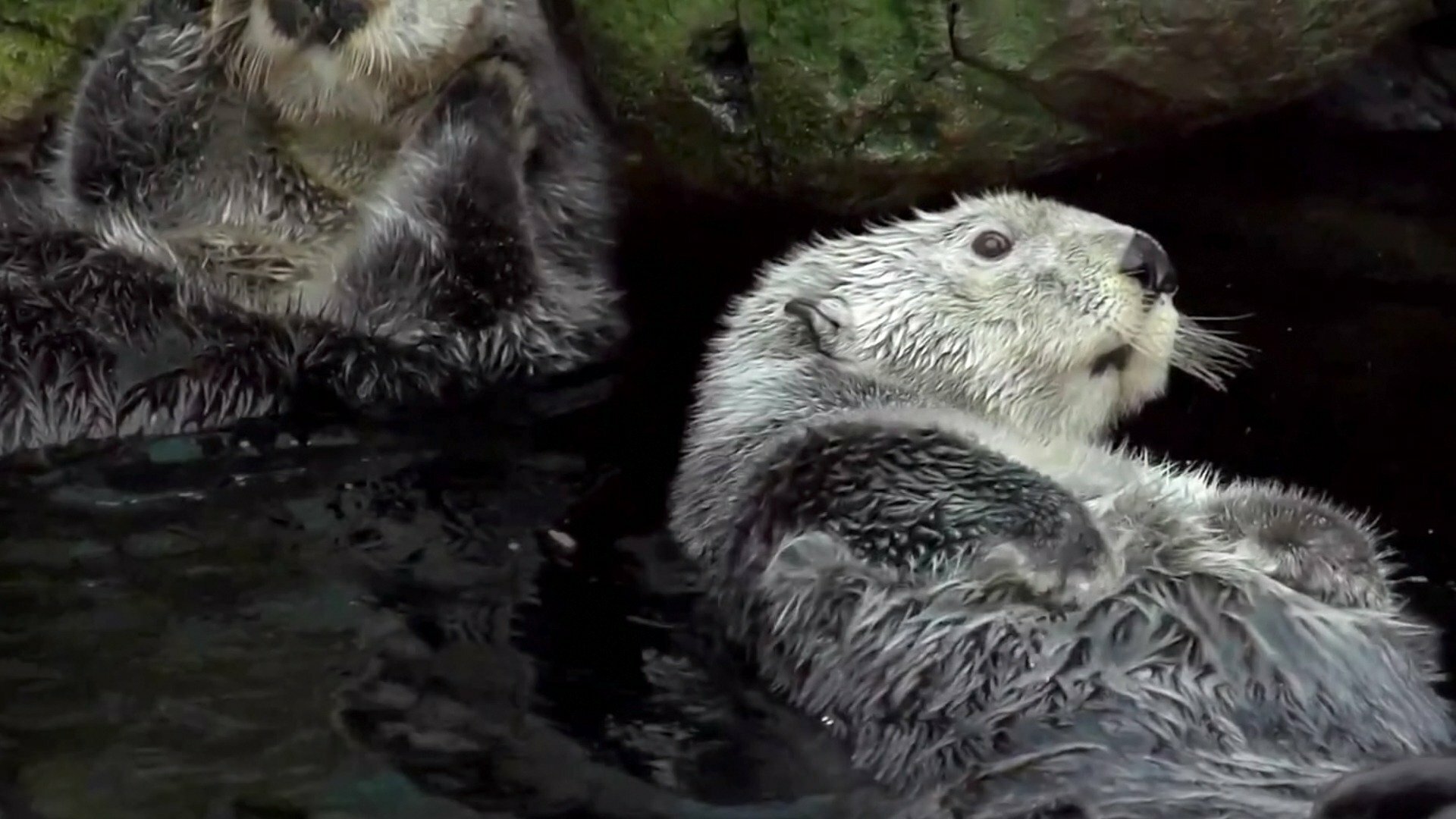 O Incrível Mundo Animal : Gatos Videntes e Lontras Felpudas