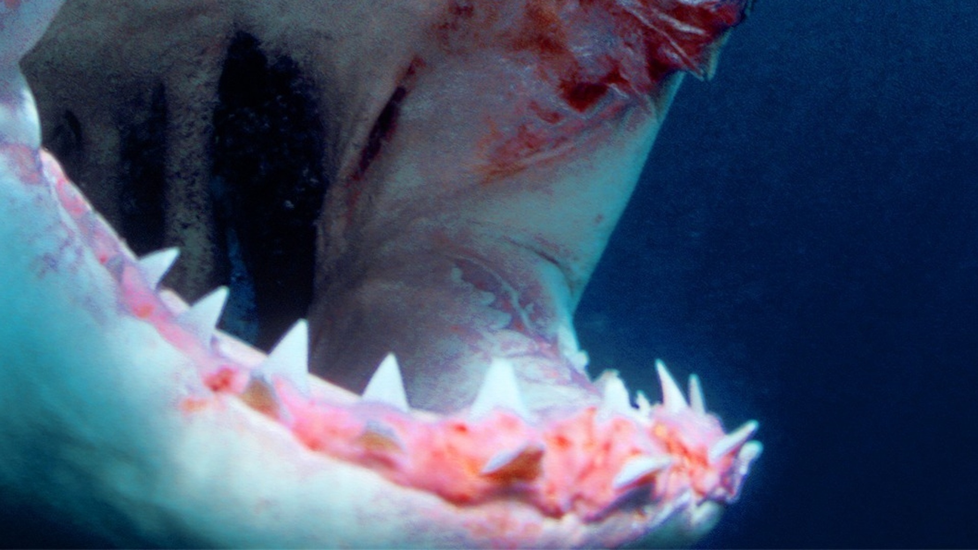 A Lenda do Tubarão Gigante - Verdade ou Ficção?