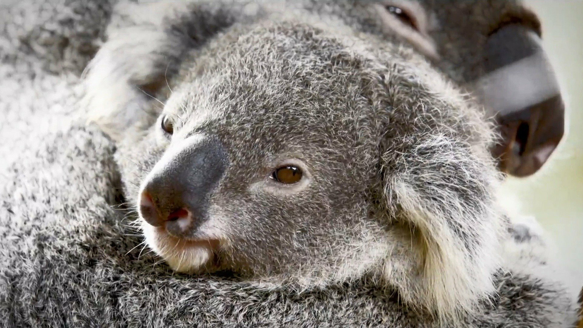 A Família Irwin : Reabrindo o Australia Zoo