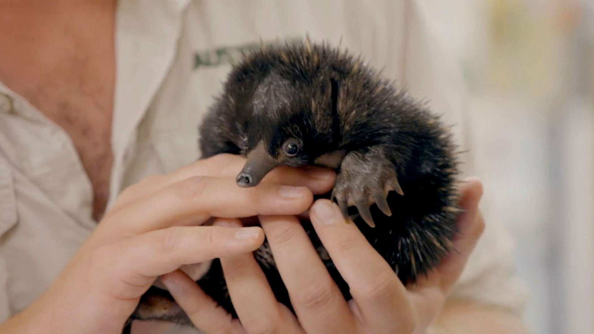 A Família Irwin : Problemas de Puggles