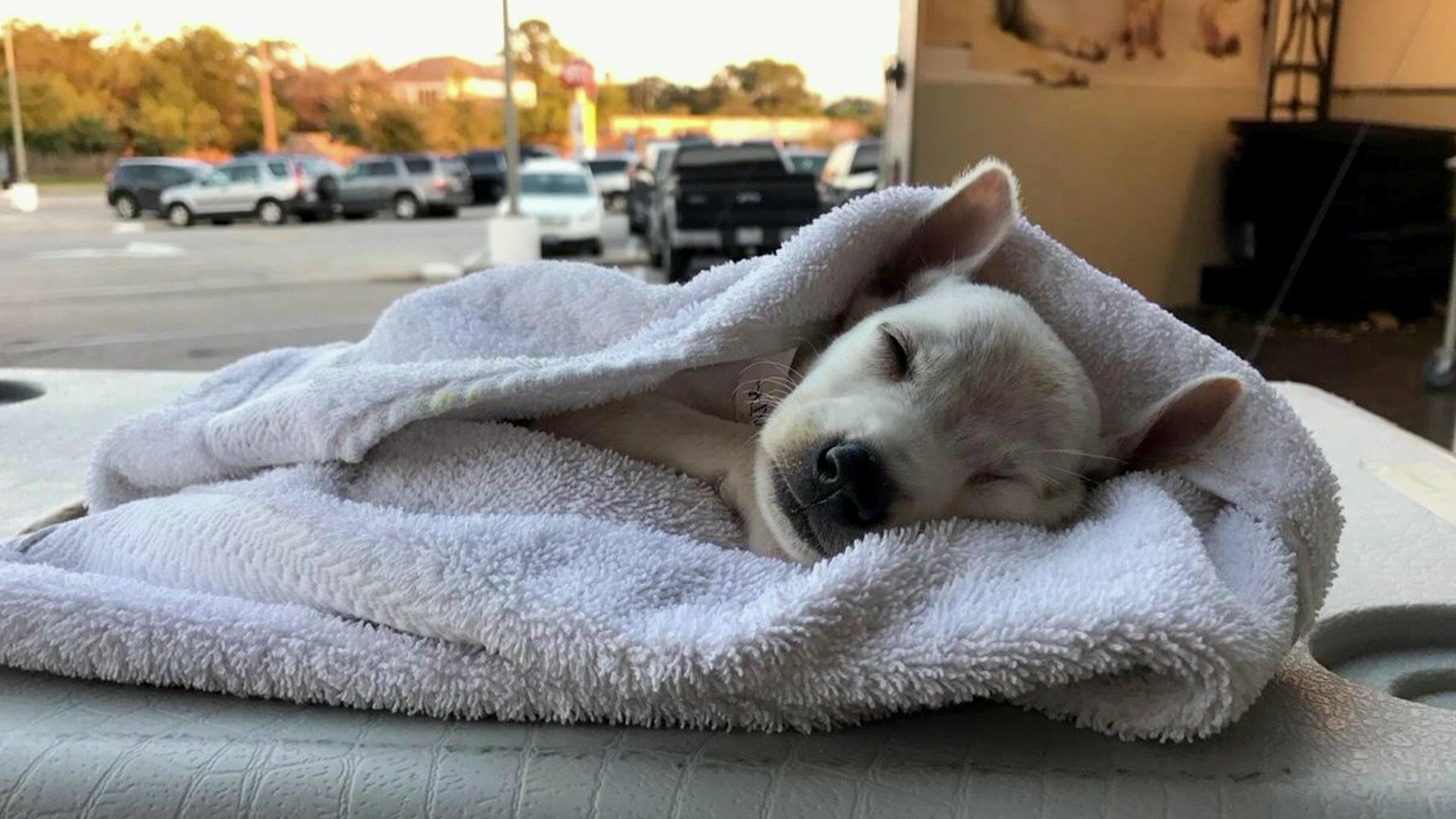 Veterinários do Texas : Especial Furacão