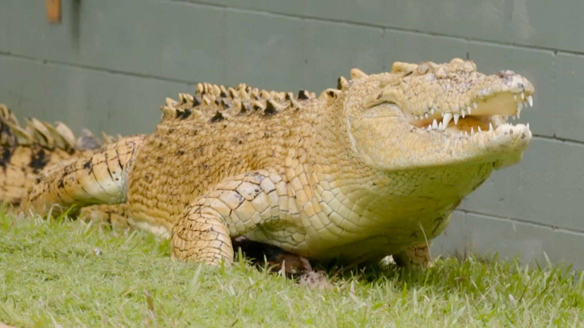 A Família Irwin : Jardim da Grace