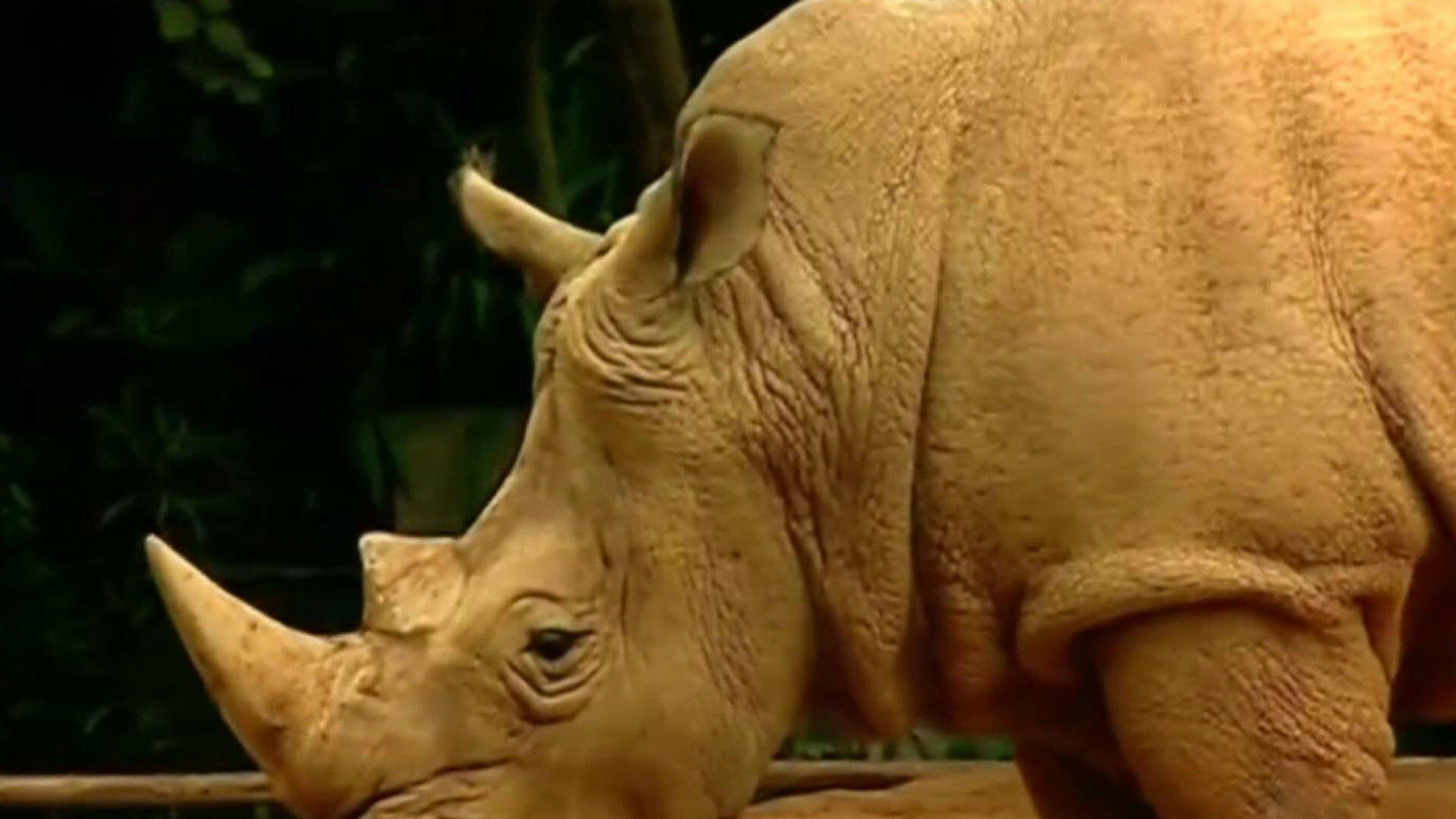Qual É, Bicho? : Eu Sou Fera!