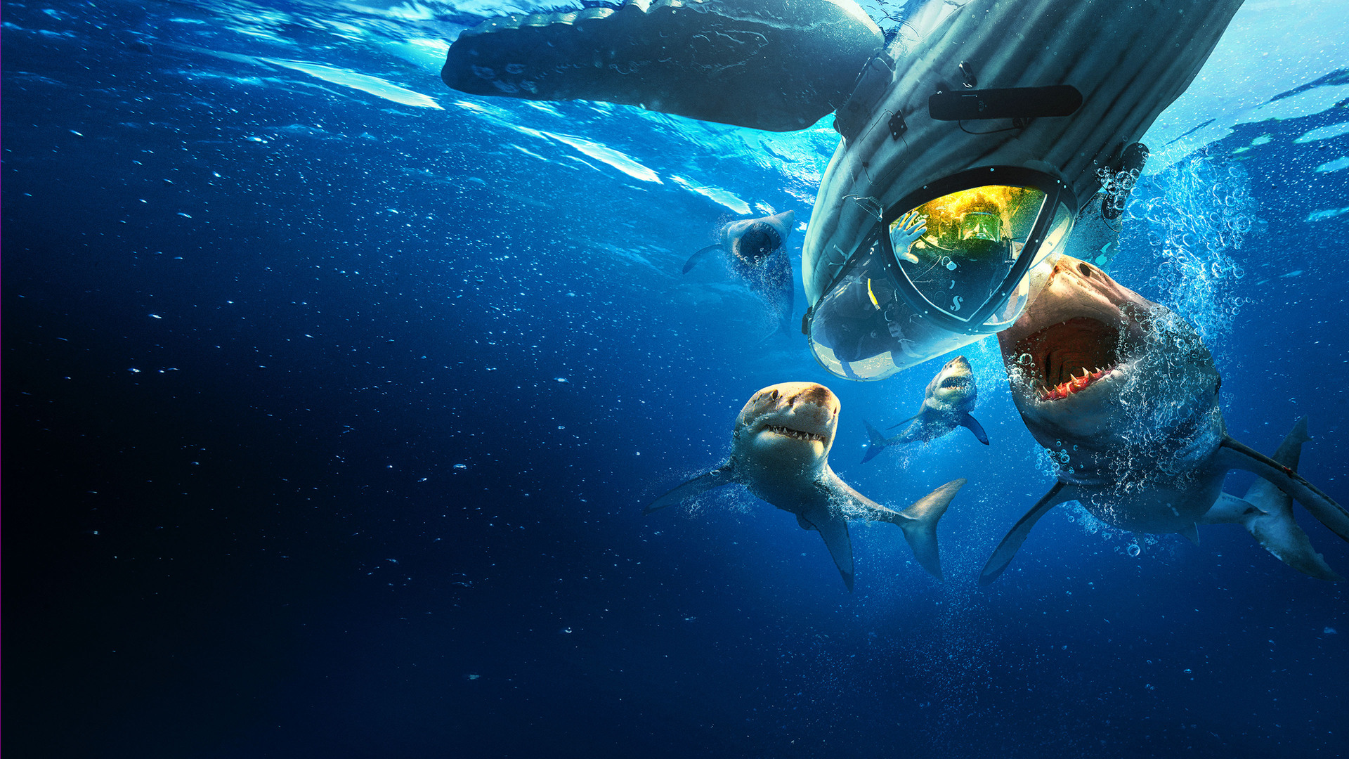 Tubarões Brancos: Frenesi Alimentar