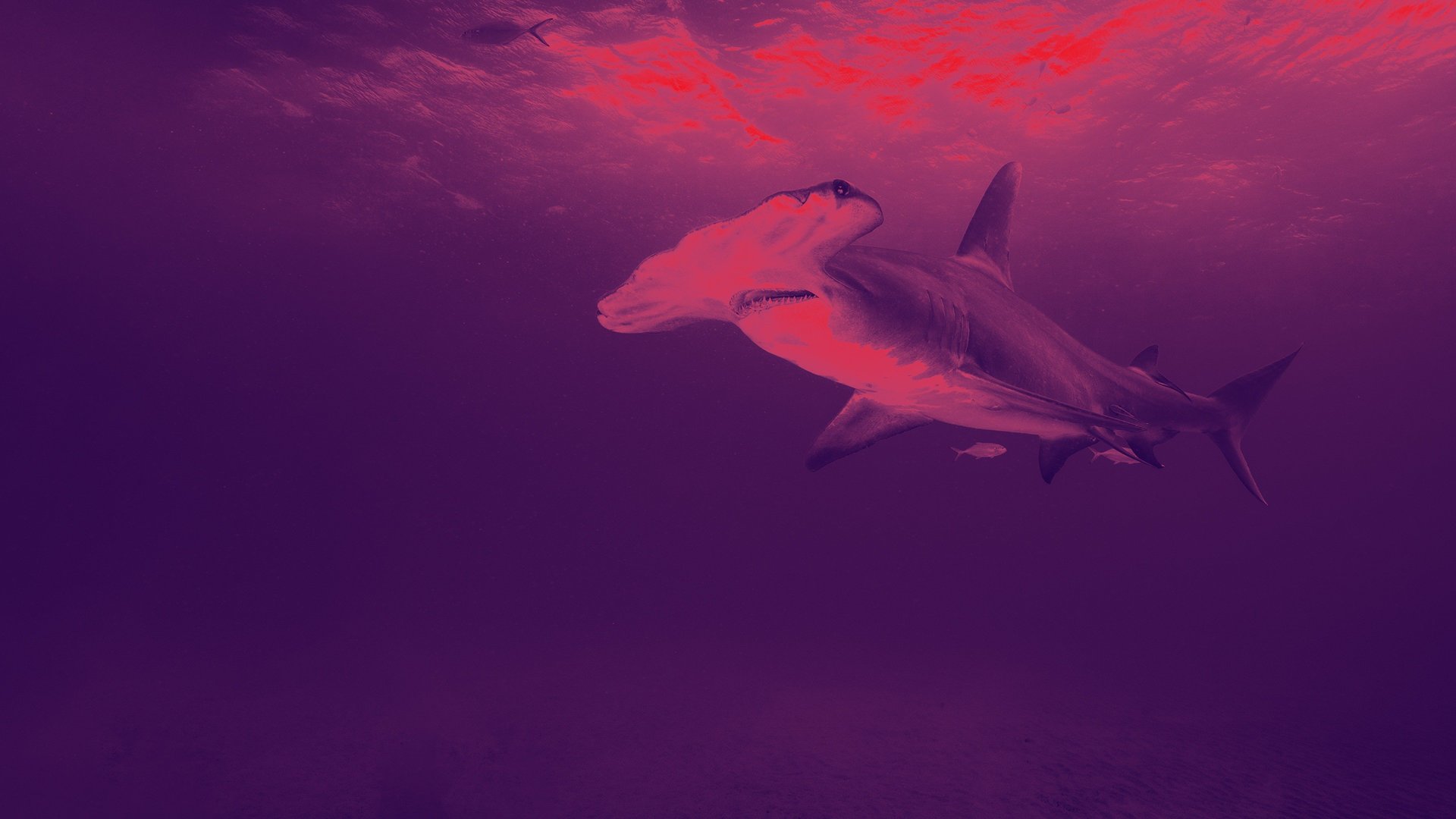 Os Megatubarões da Ilha de Andros