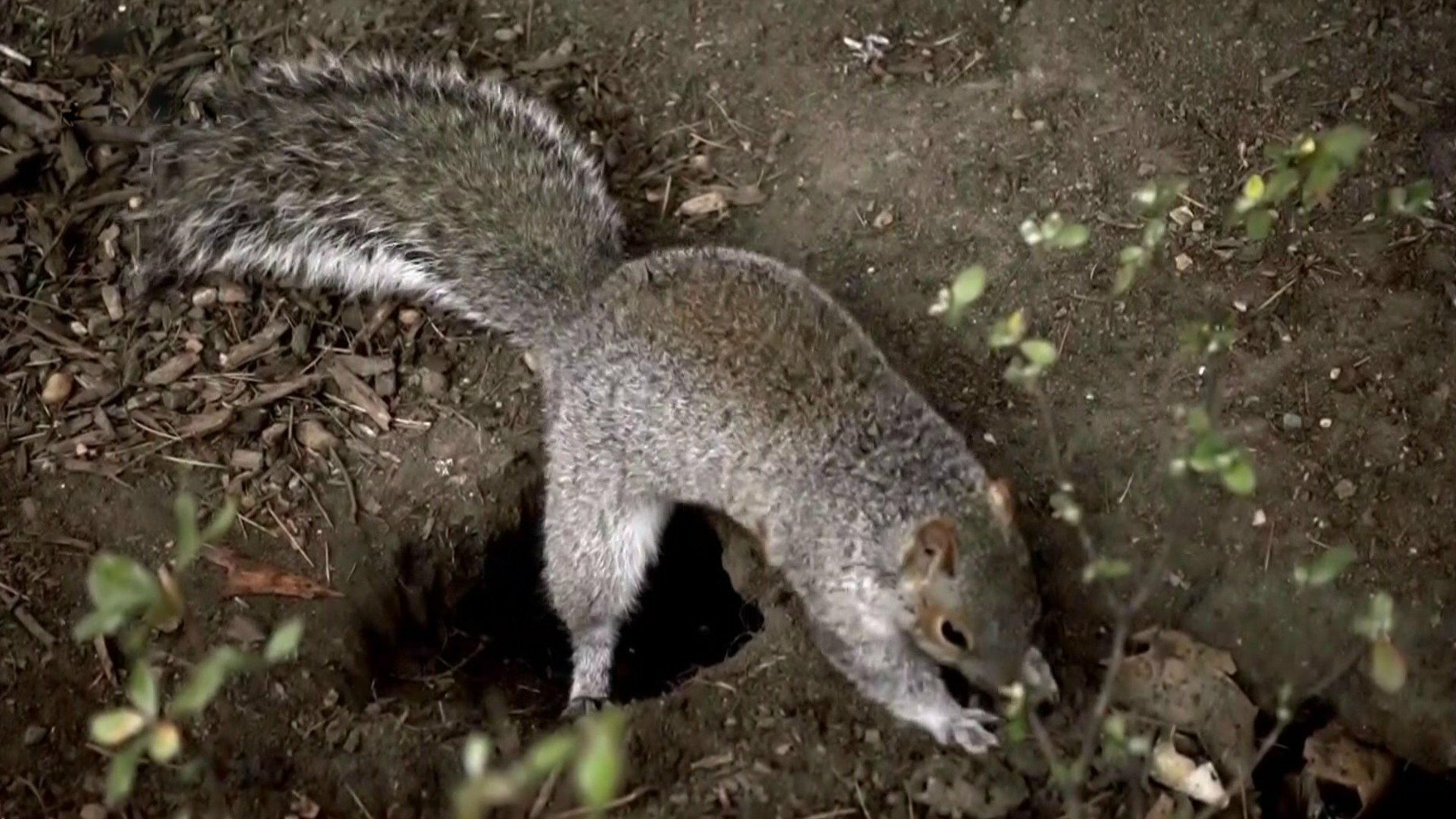 O Incrível Mundo Animal : Insetos Espaciais e a Memória dos Esquilos