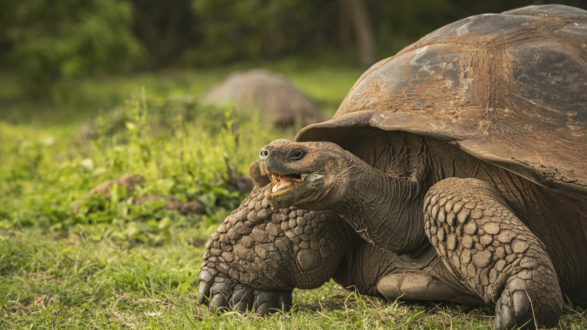 Éden : Galápagos - Ilhas Encantadas