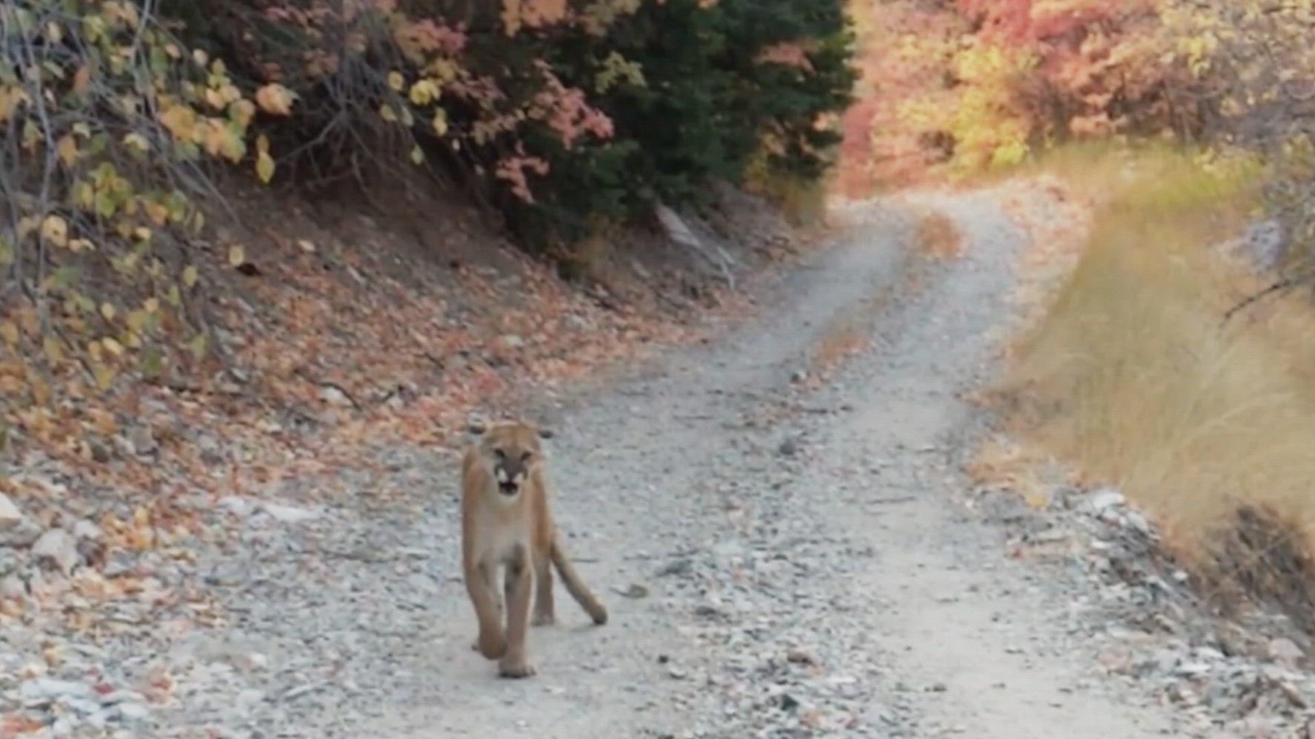 Casos Chocantes da História : Perseguido por Onças, Milagre no...