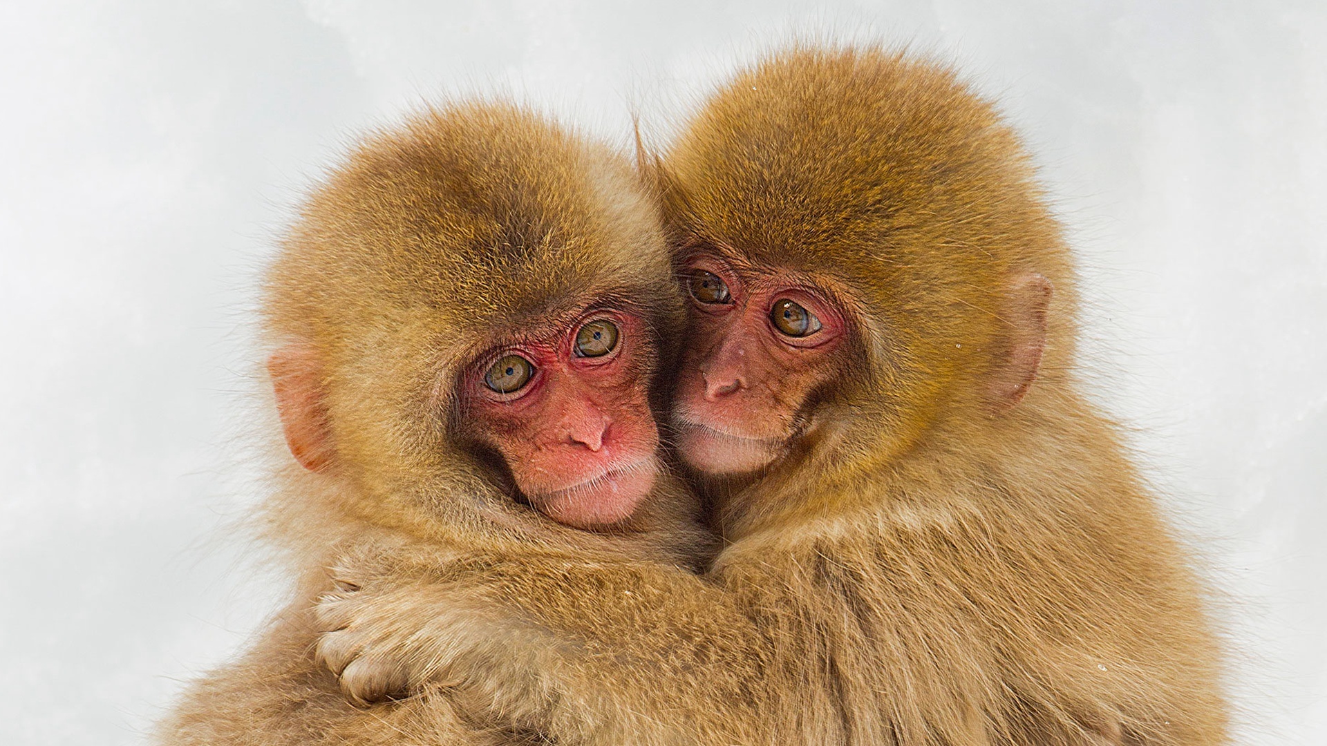 Histórias Animais : T1 EP4 - A Origem dos Primatas