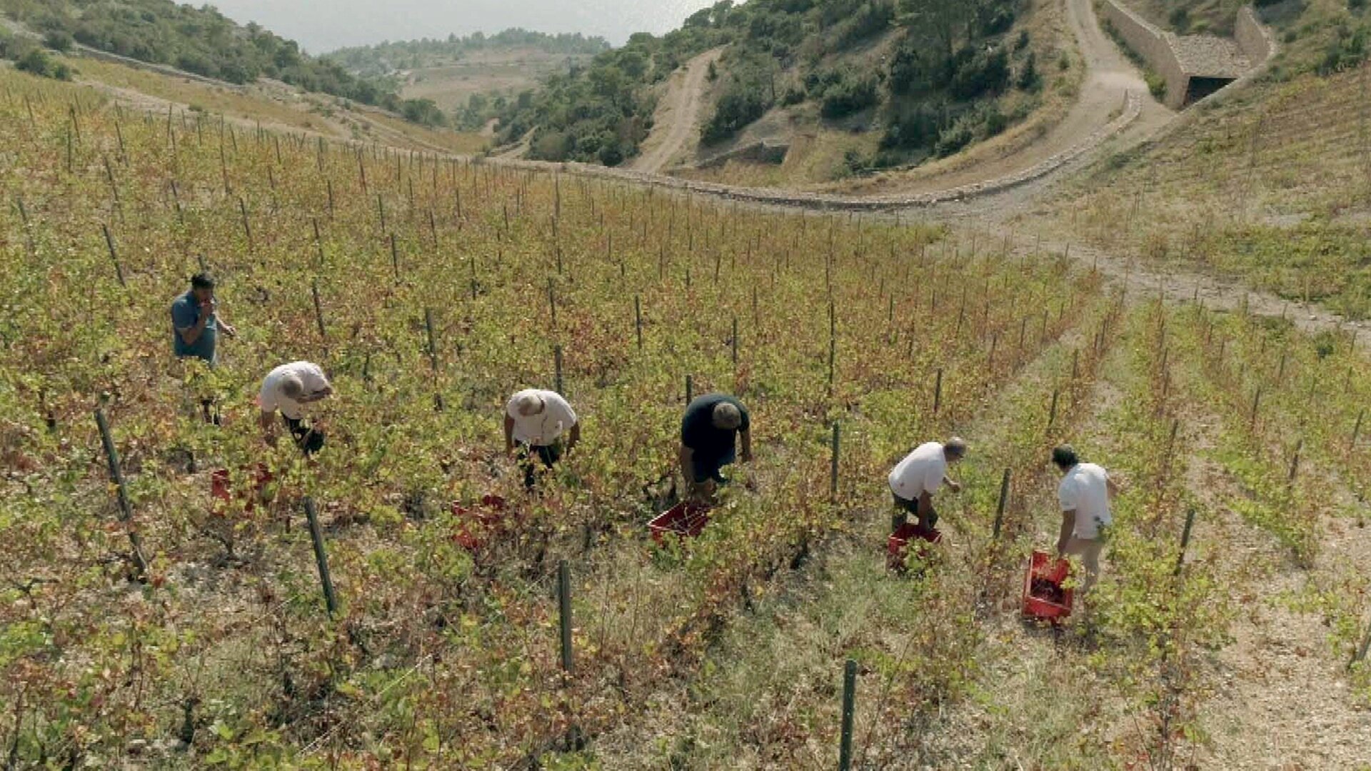 Vinícolas ao Redor do Mundo : Croácia - Os Vinhedos Surgem no Leste