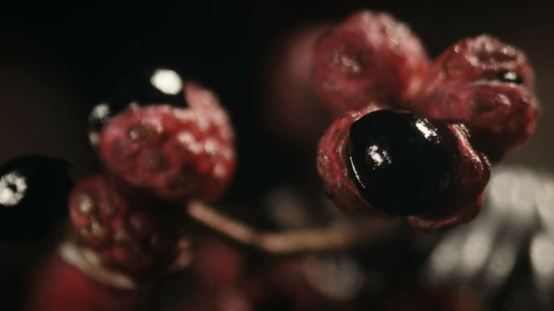 Sabores da Vida : Caminhos de Especiarias