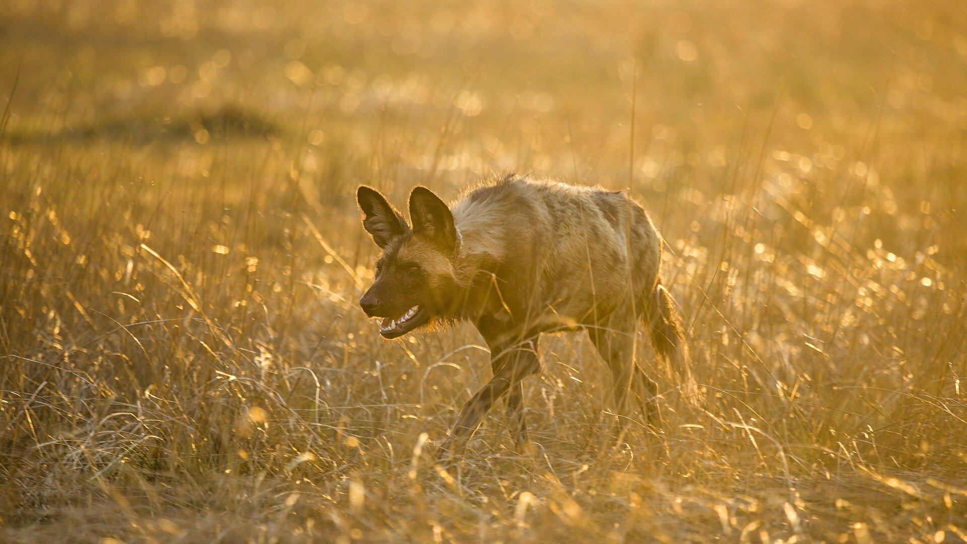 Predadores : Vivendo com Predadores