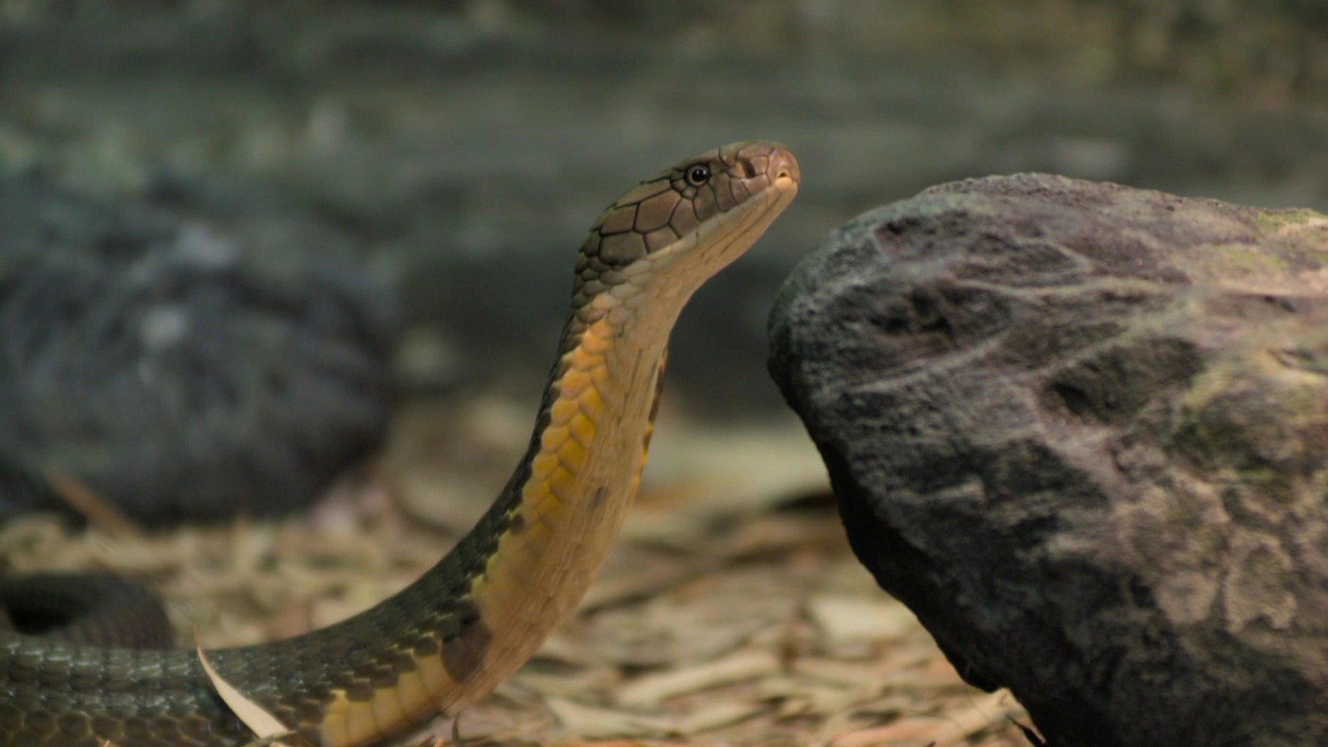 A Família Irwin : Robert, o Rei das Cobras