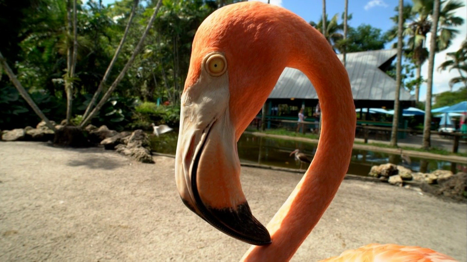 O Incrível Mundo Animal : Flamingos Rosa e Peixes Voadores