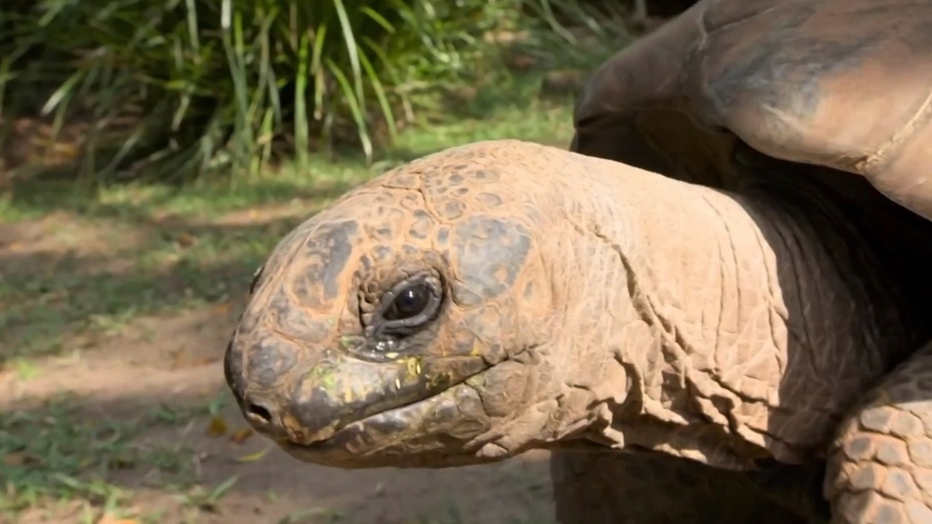 A Família Irwin : Primeiro Encontro de Tartaruga