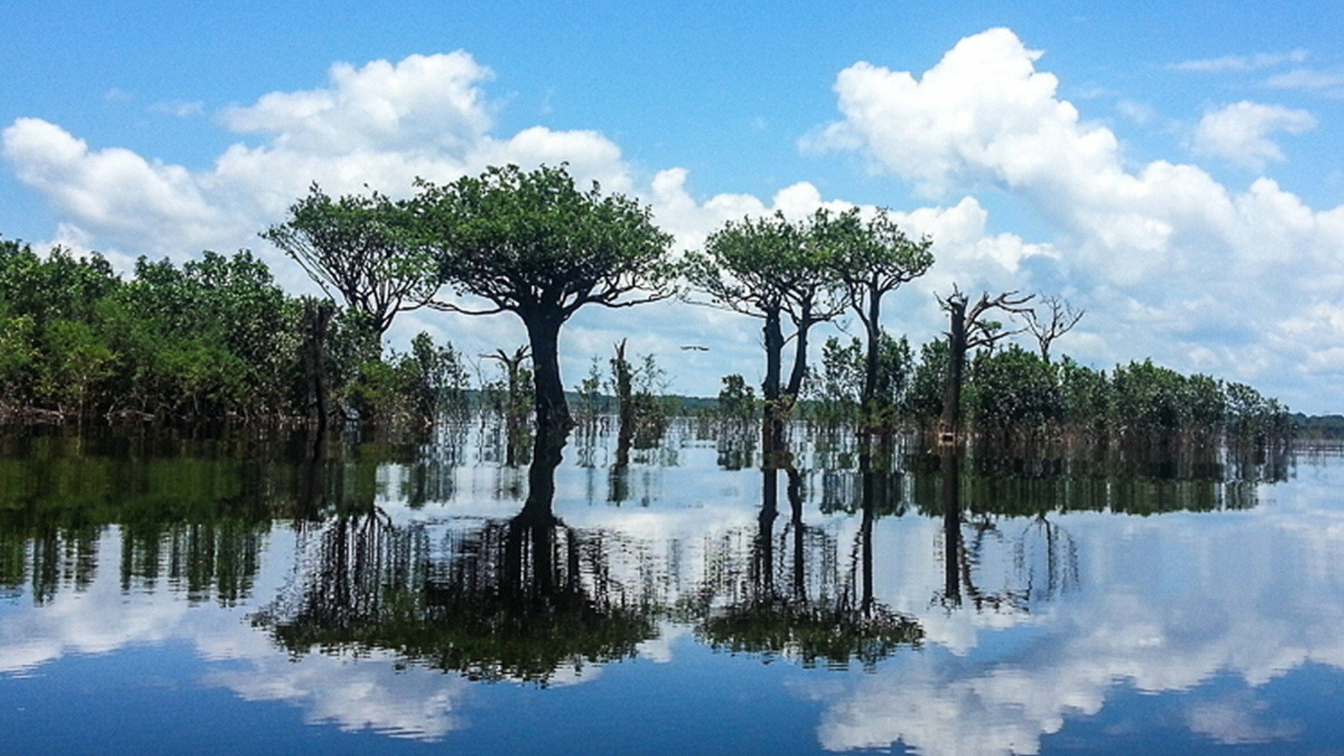 Expedições : Arquipélago de Anavilhanas