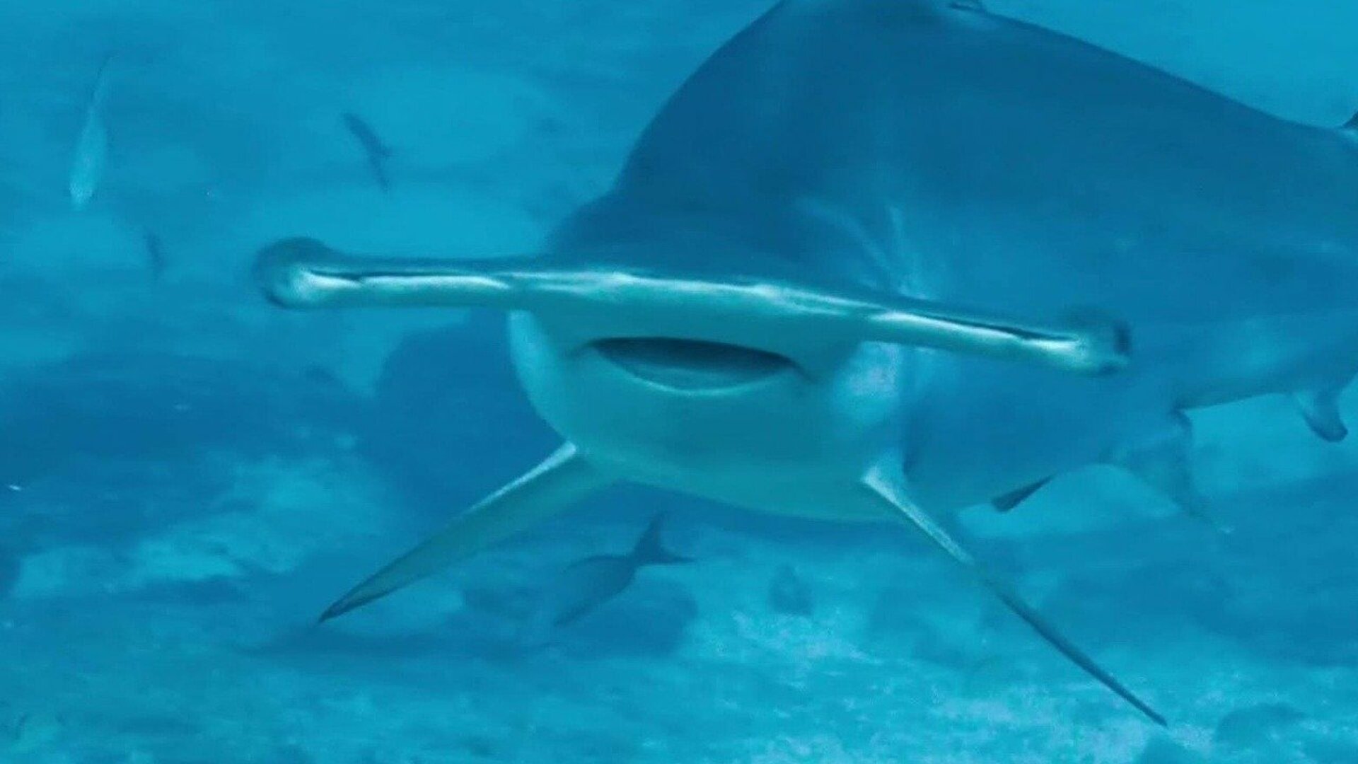 Vida no Azul : Ilhas Oceânicas