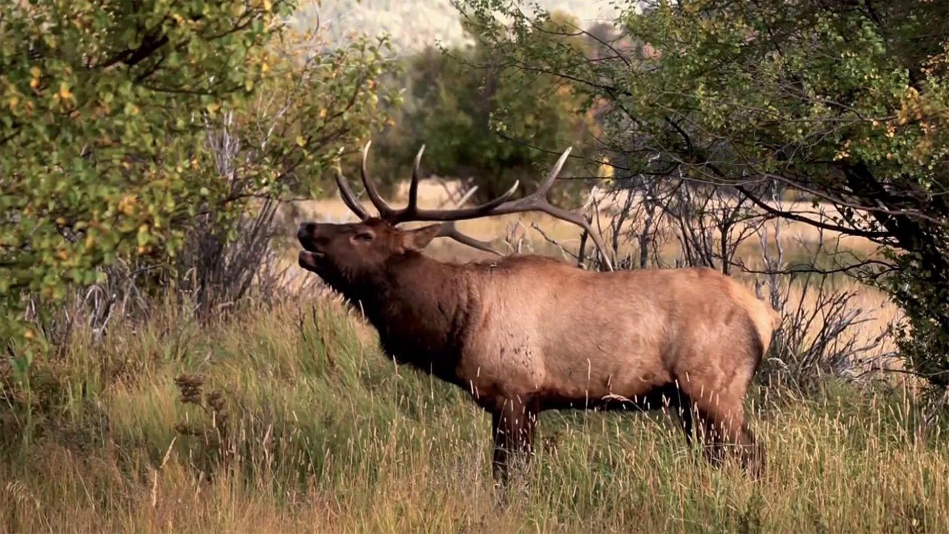 O Incrível Mundo Animal : Rinocerontes Sensíveis e Narizes Bizarros