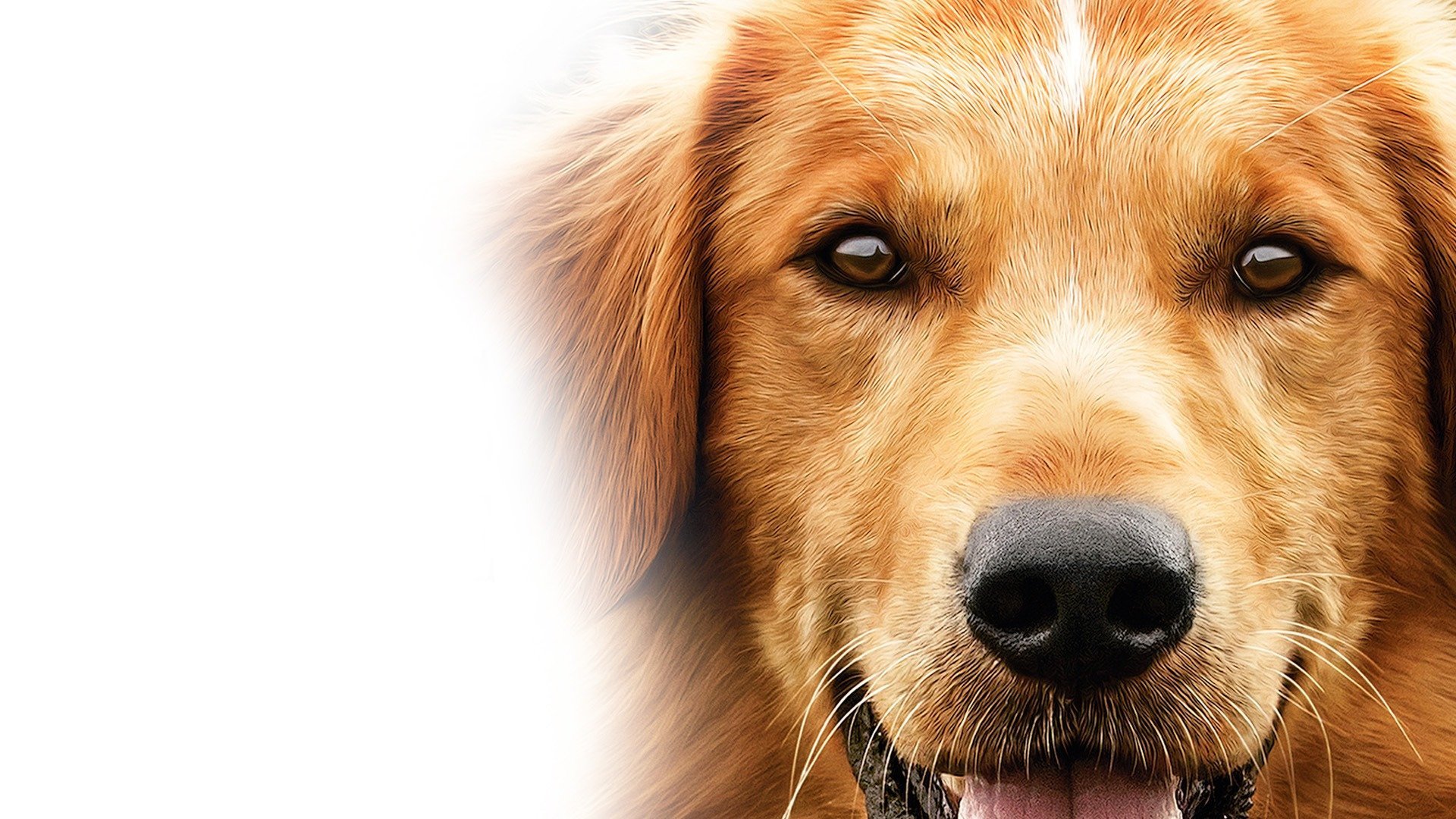 Quatro Vidas de um Cachorro