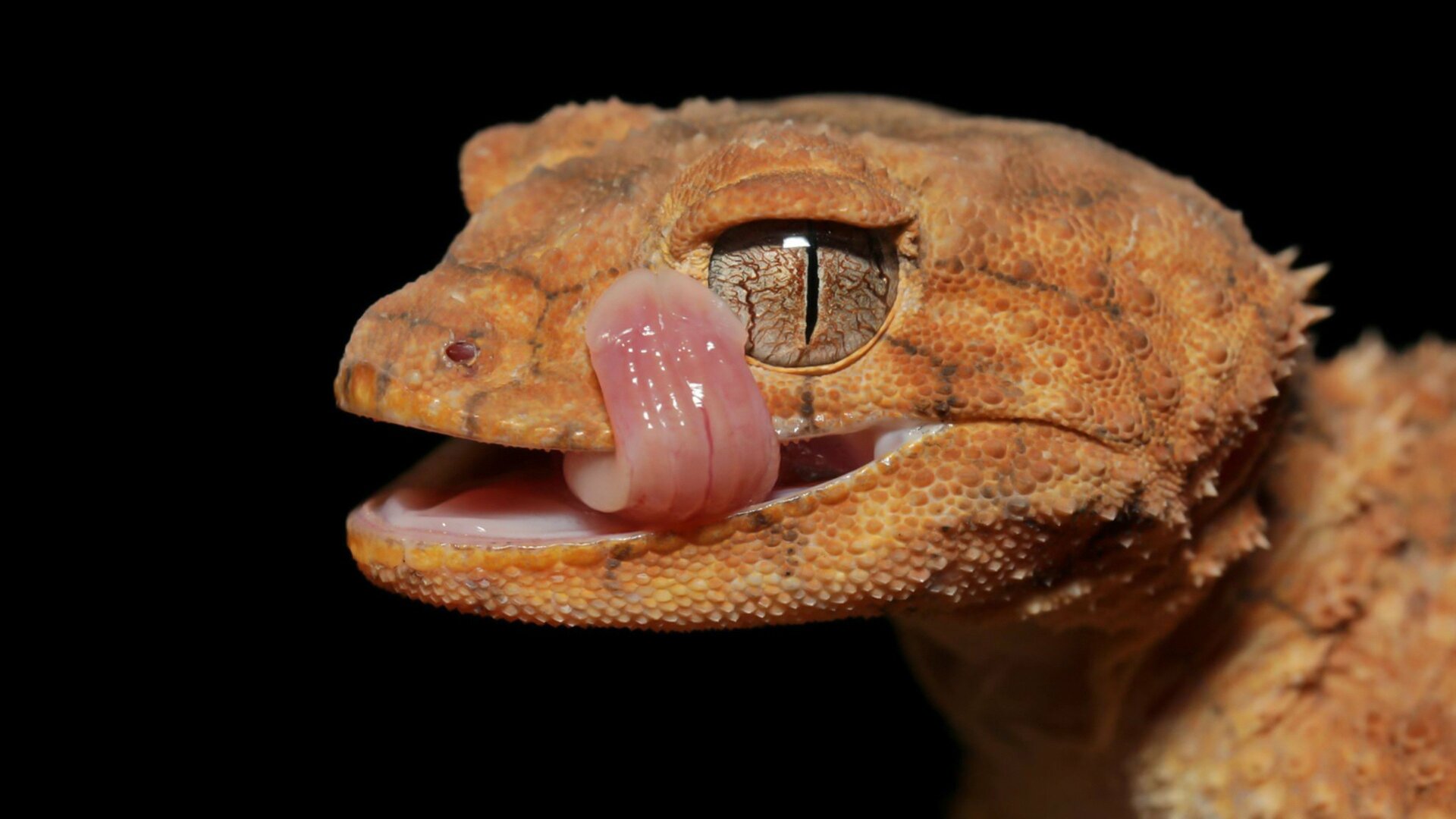 Encontro Selvagem com Coyote Peterson : A Noite das Largatixas