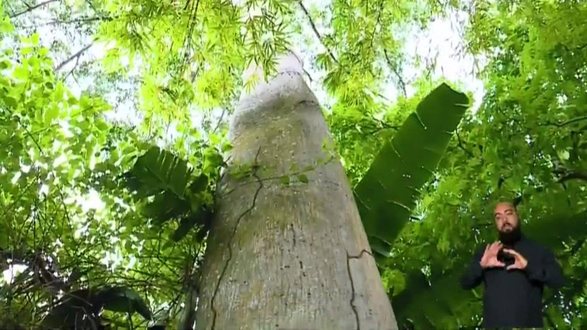 Nossos Biomas : Amazônia