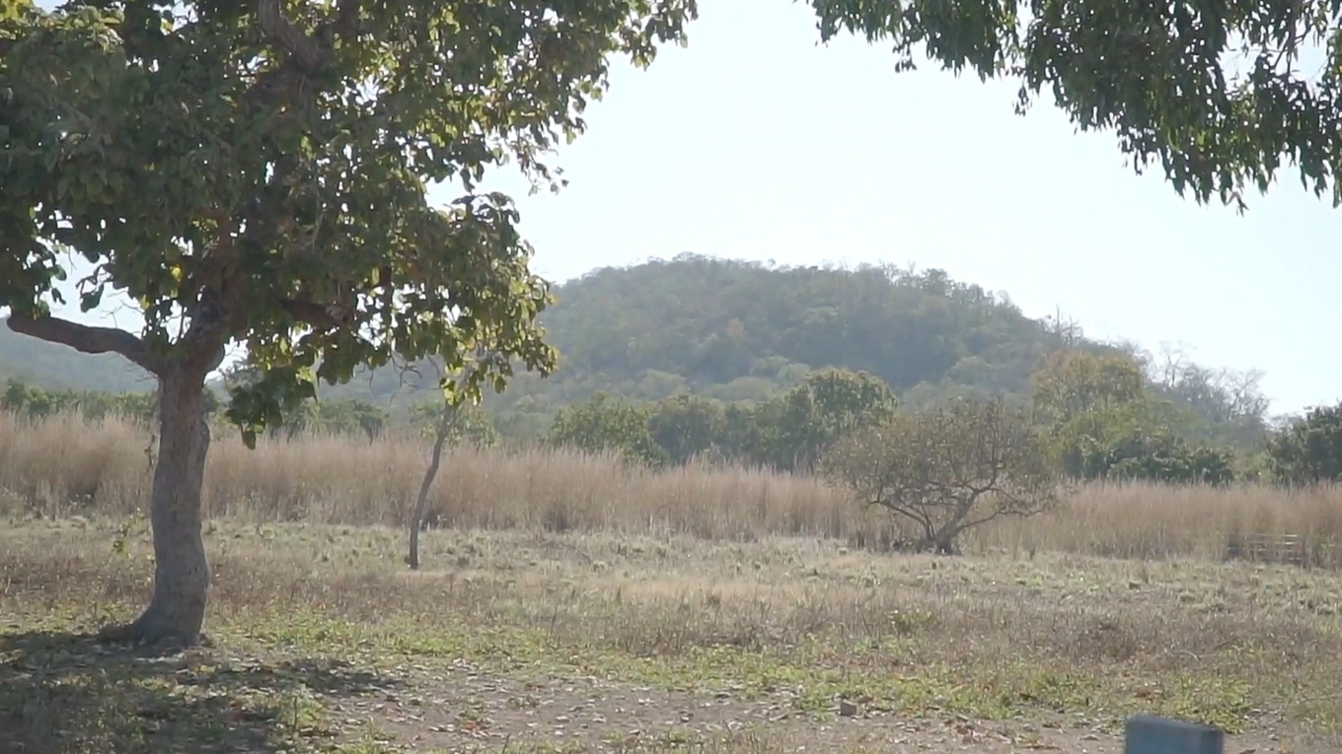 Travel Shots : Pantanal - Cáceres
