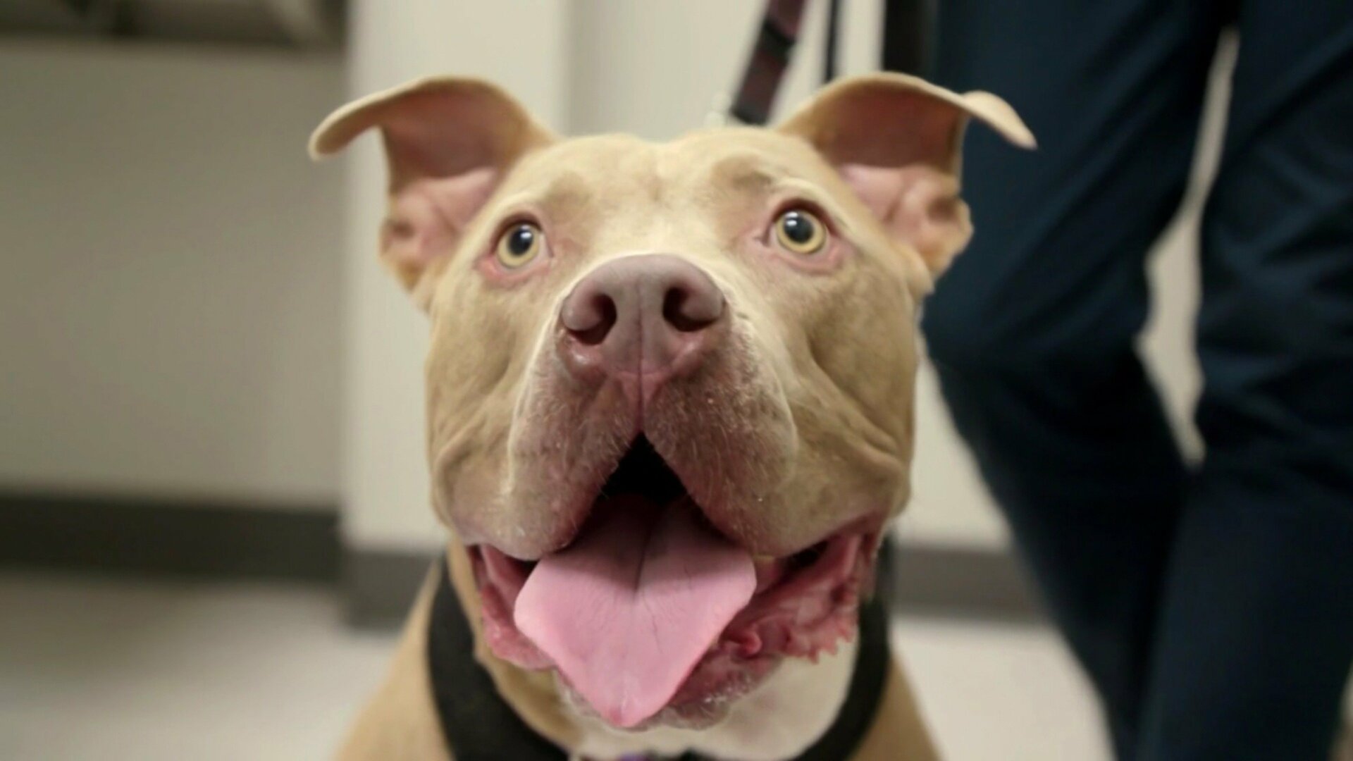 Veterinários do Texas : Tumor de Sete Quilos