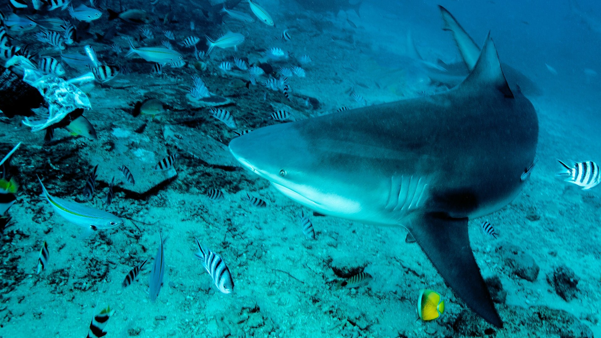 A Ira dos Tubarões-Cabeça-Chata
