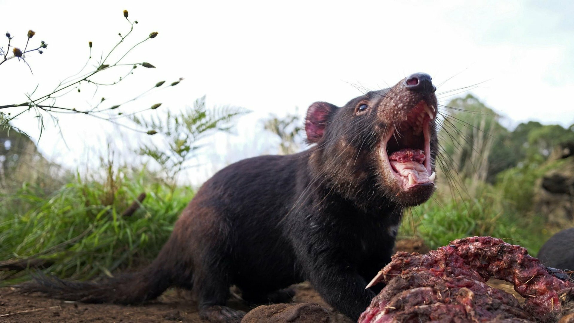 Encontro Selvagem com Coyote Peterson : Jantar com o Diabo