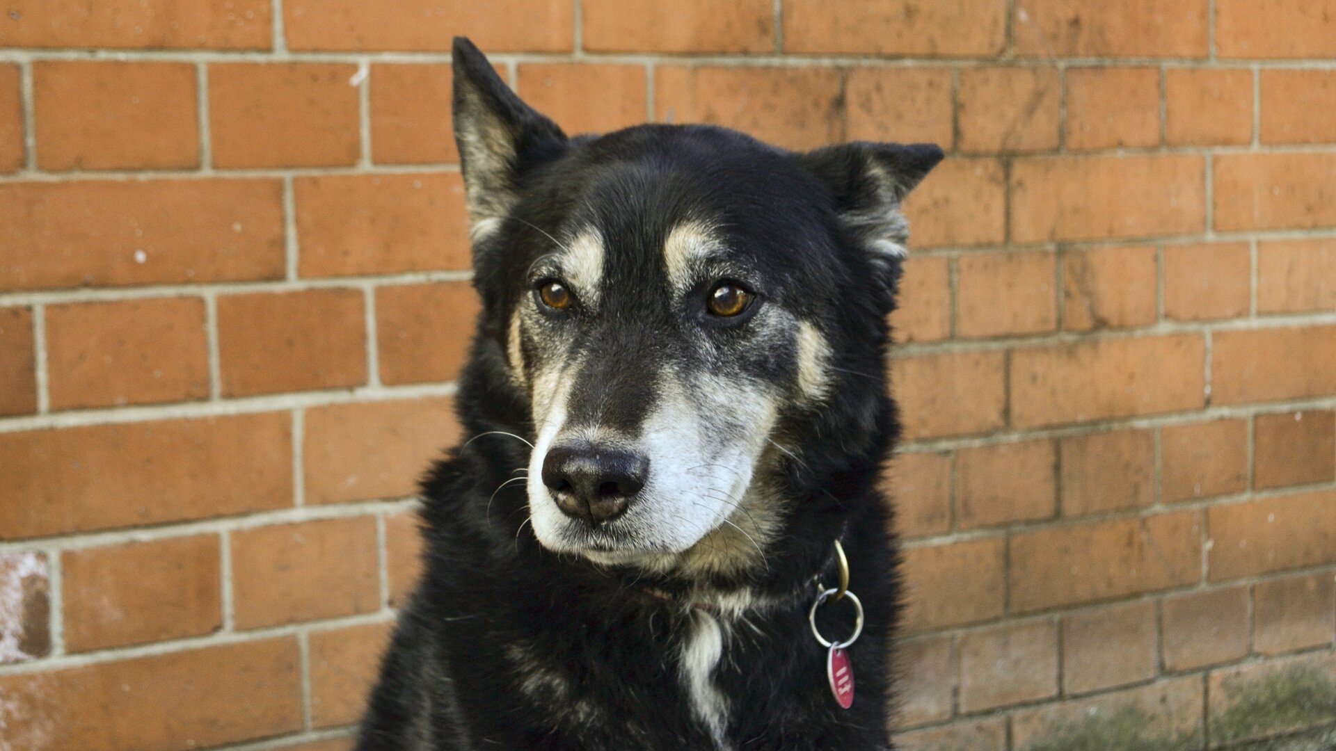 O Incrível Mundo Animal : Baleias Saltitantes e Protetor Solar