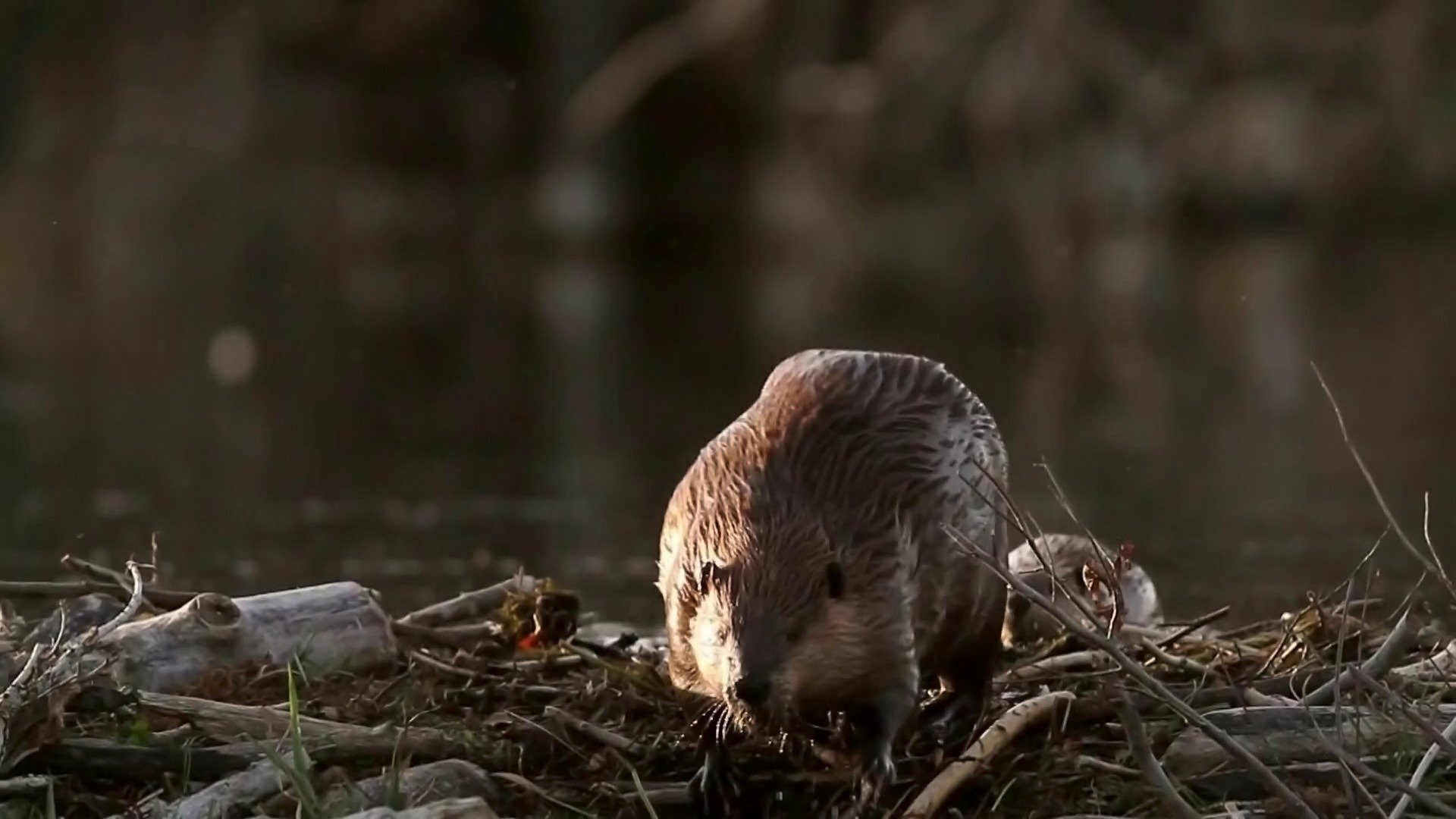 O Incrível Mundo Animal : O Som das Baleias