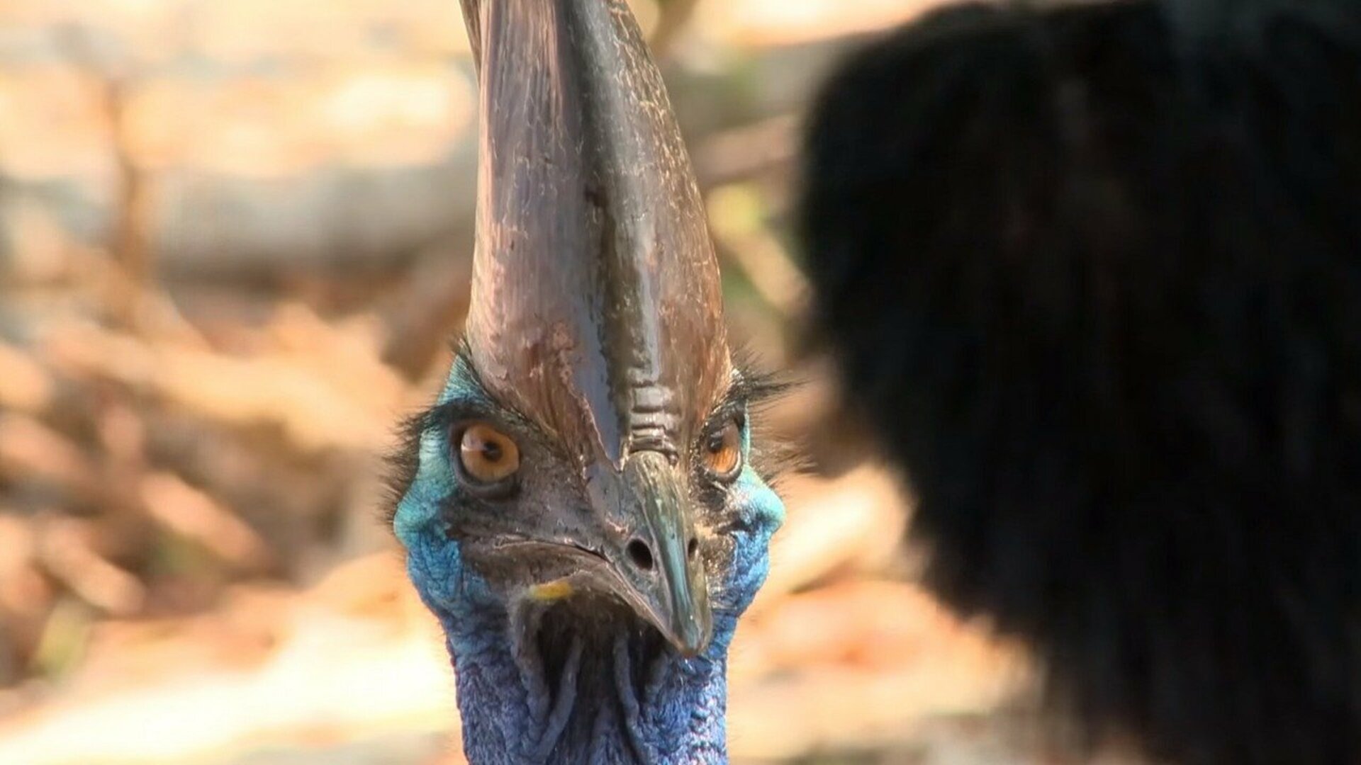 Florestas Animais : Austrália - Um Mundo Bizarro