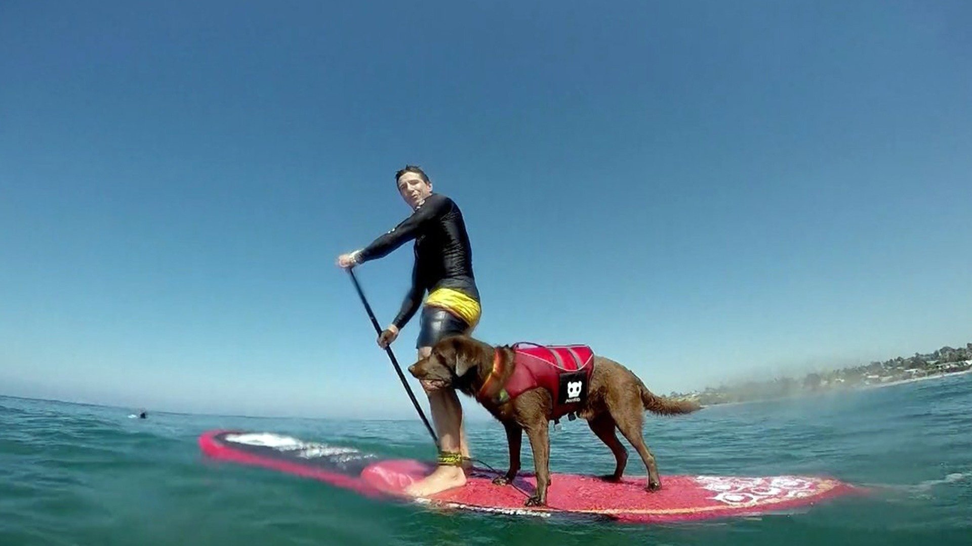 Bono, o Cão Surfista : Aventuras pela Califórnia