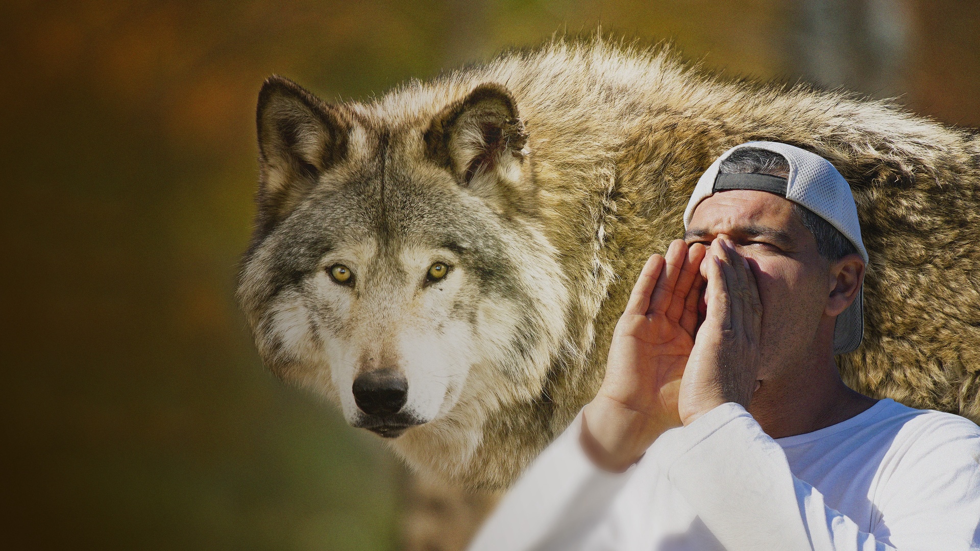 Perdido Entre Lobos