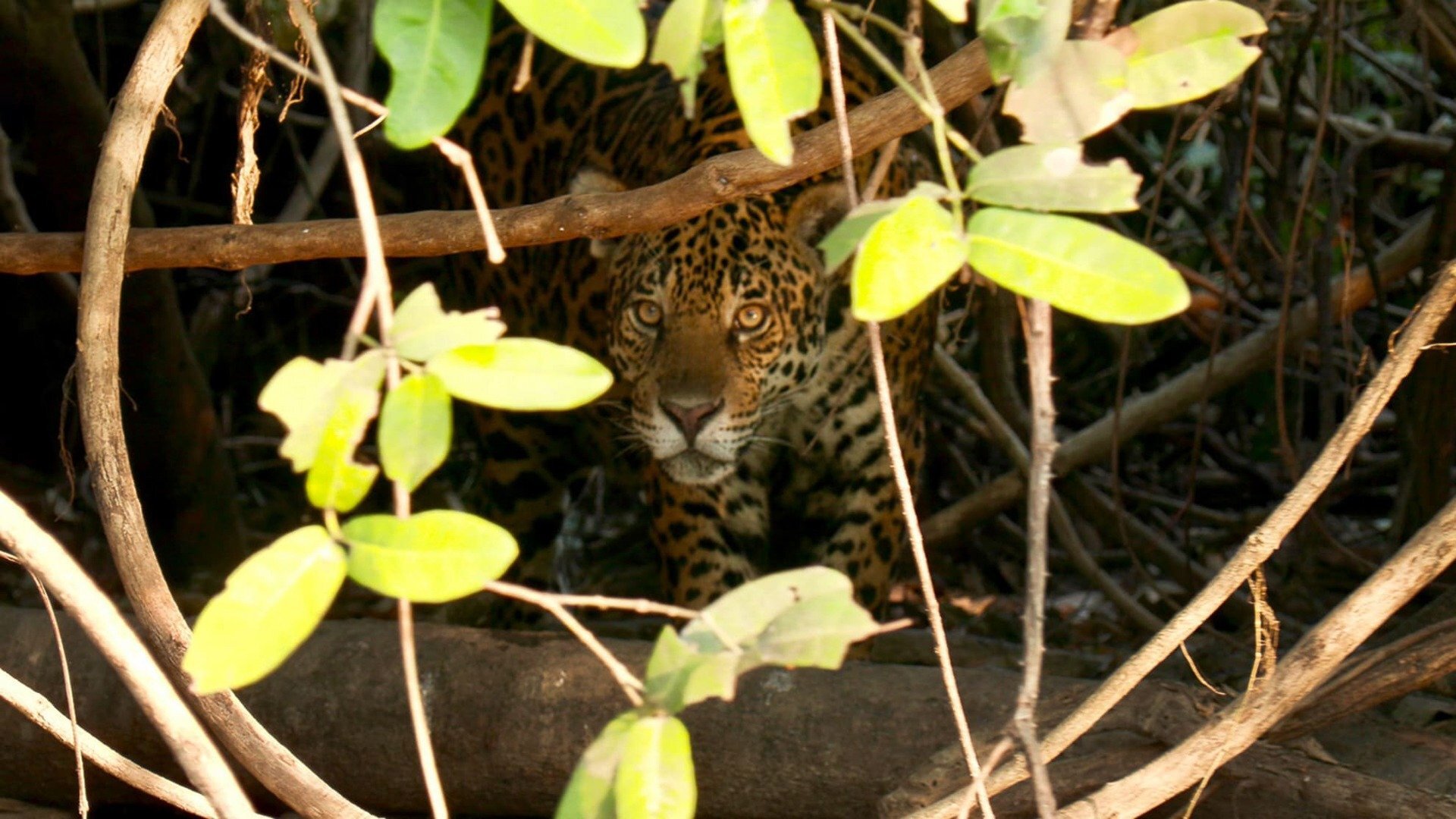 Encontro Selvagem com Coyote Peterson : A Sombra da Onça Pintada