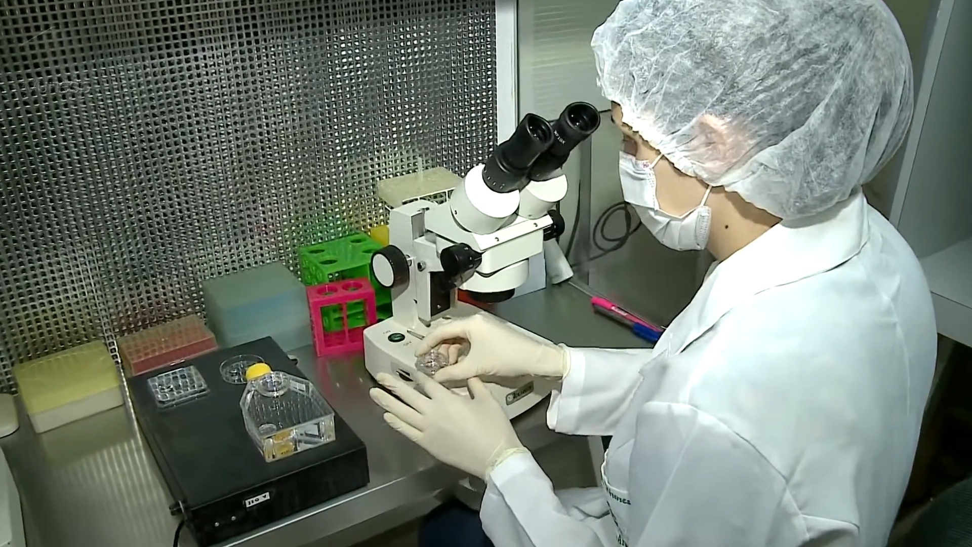 Ciência sem Limites : Produção In Vitro de Embriões Bovinos