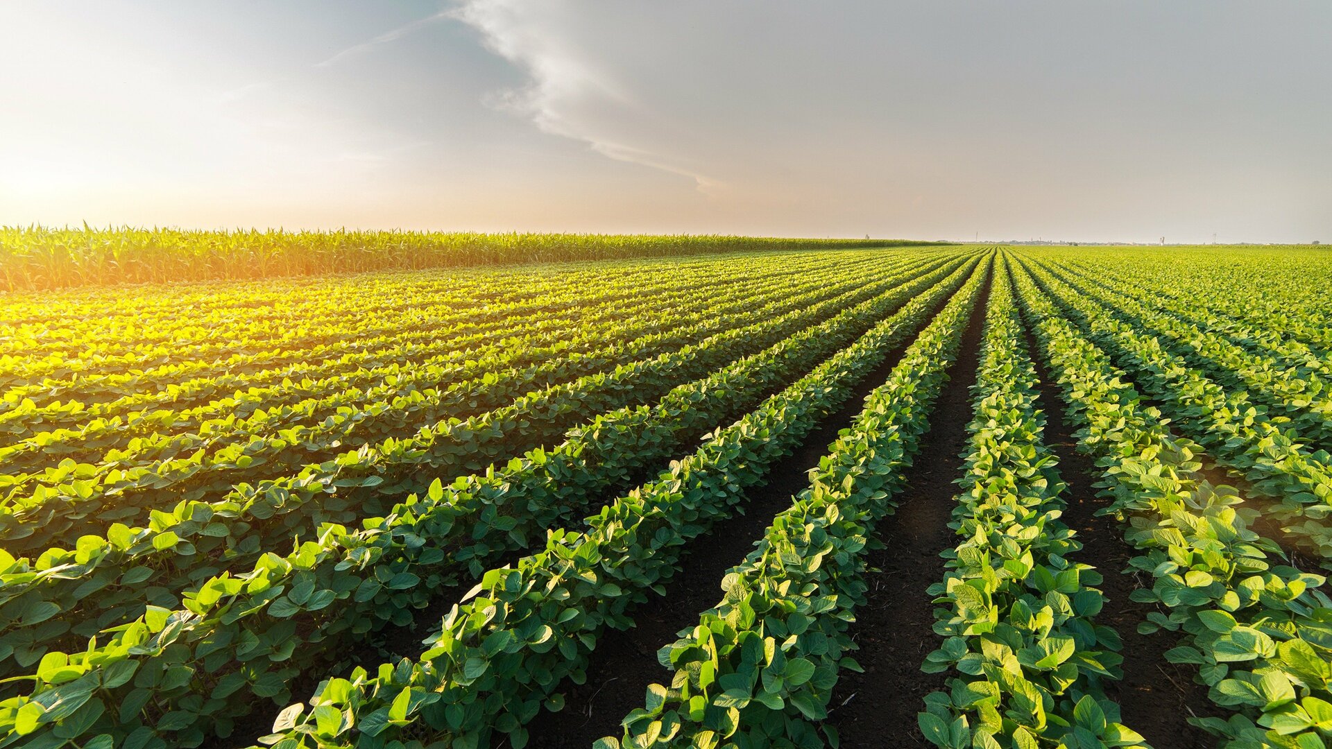 RF Agro