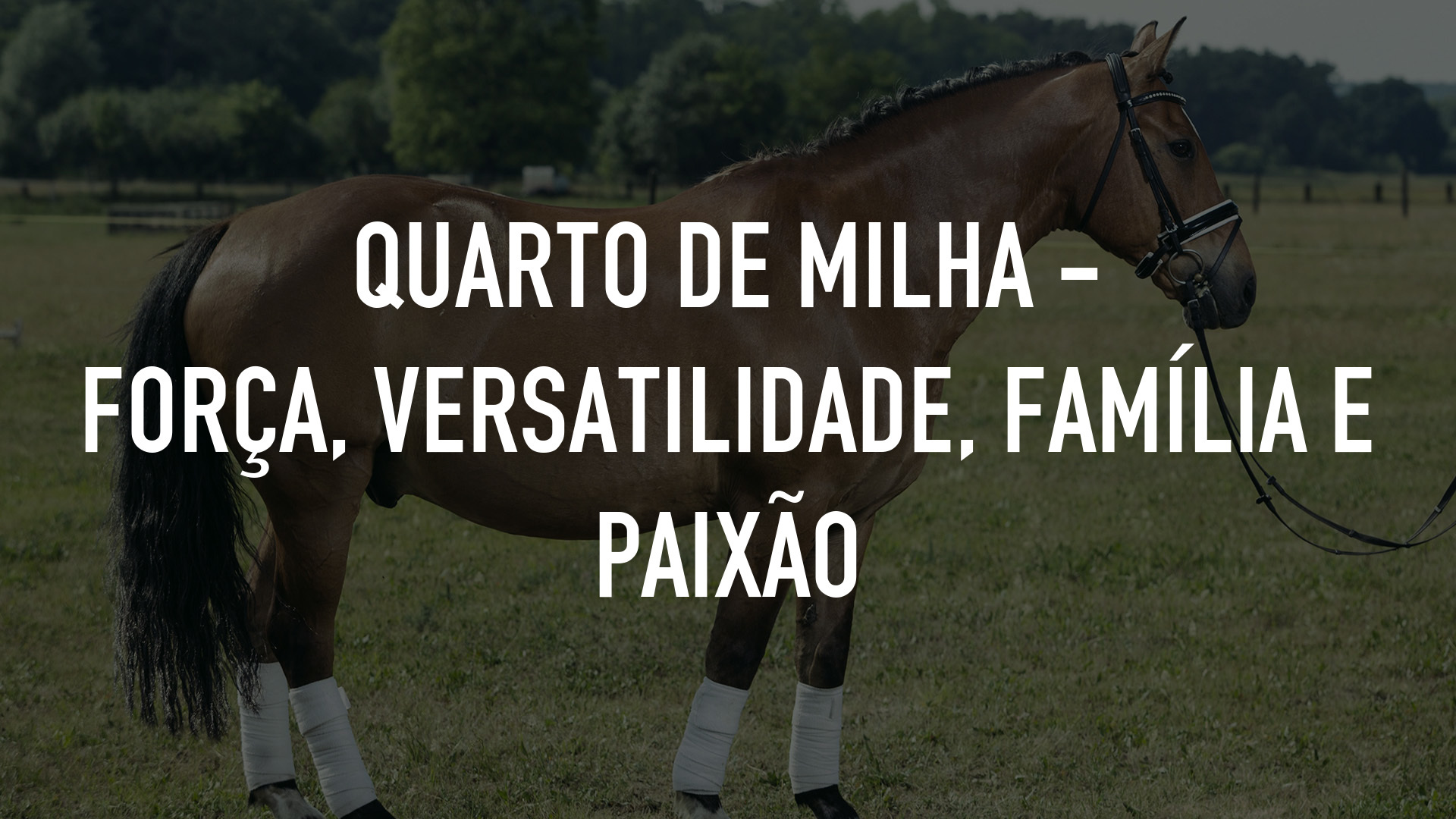 Quarto de Milha - Força, Versatilidade, Família e Paixão
