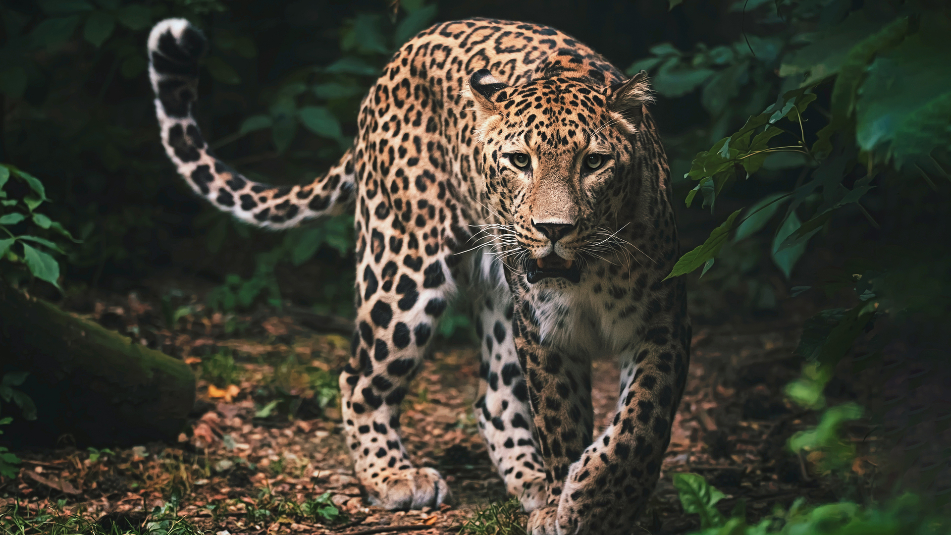 Adventures in Conservation: Snow Leopards