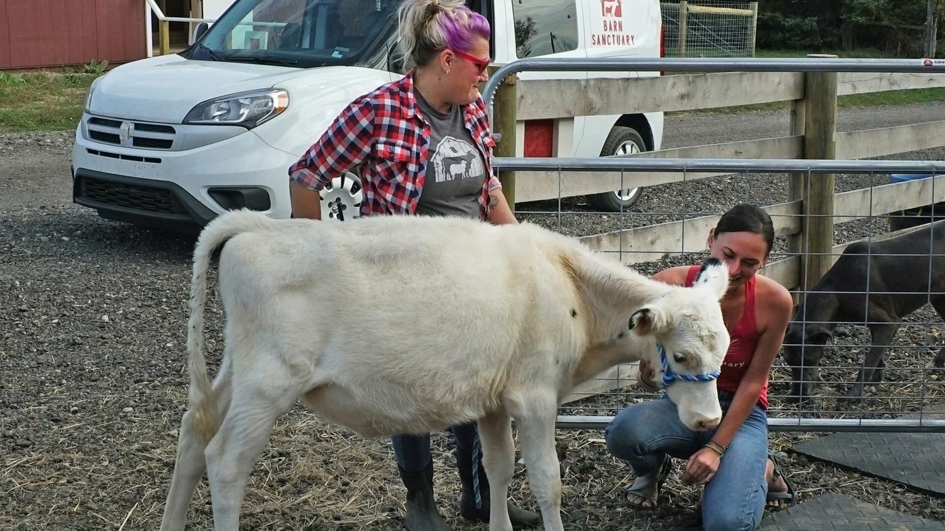 Santuário Animal : Febre de Bebês