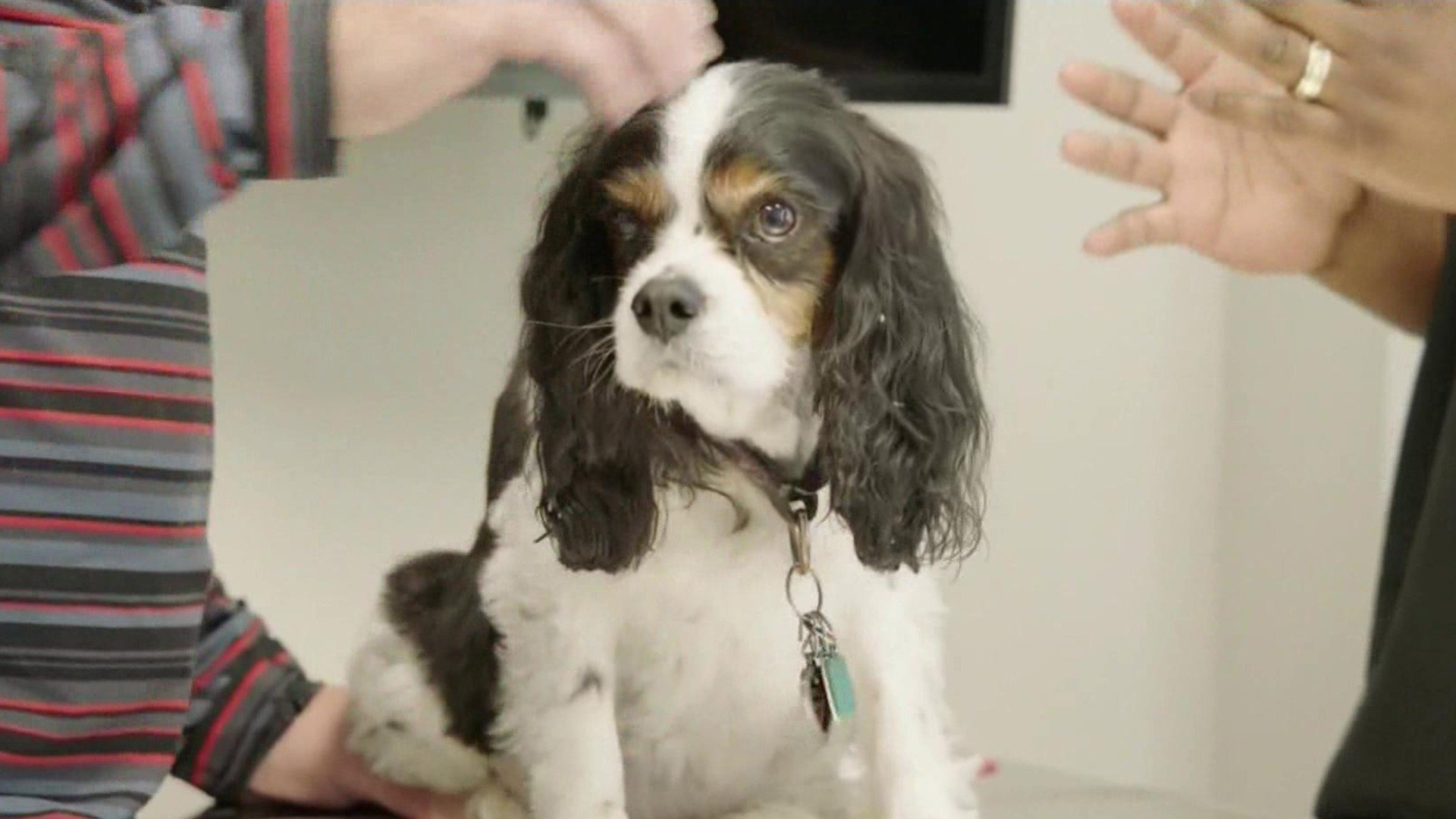 Veterinários do Texas : Desafios em Houston