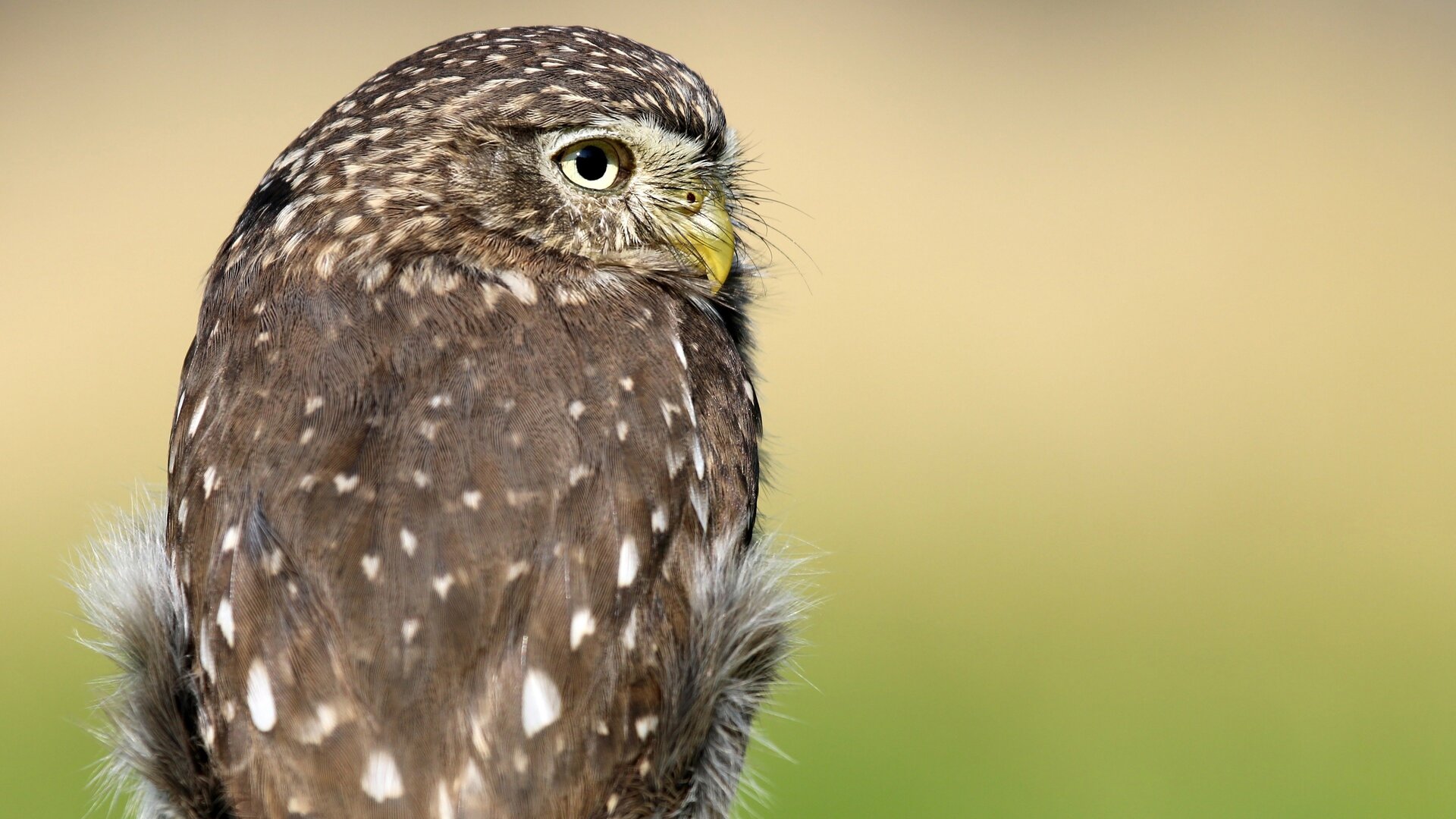 México Selvagem : Norte Escaldante