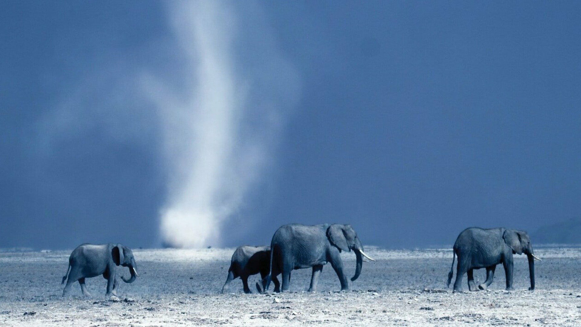 África : A Savana