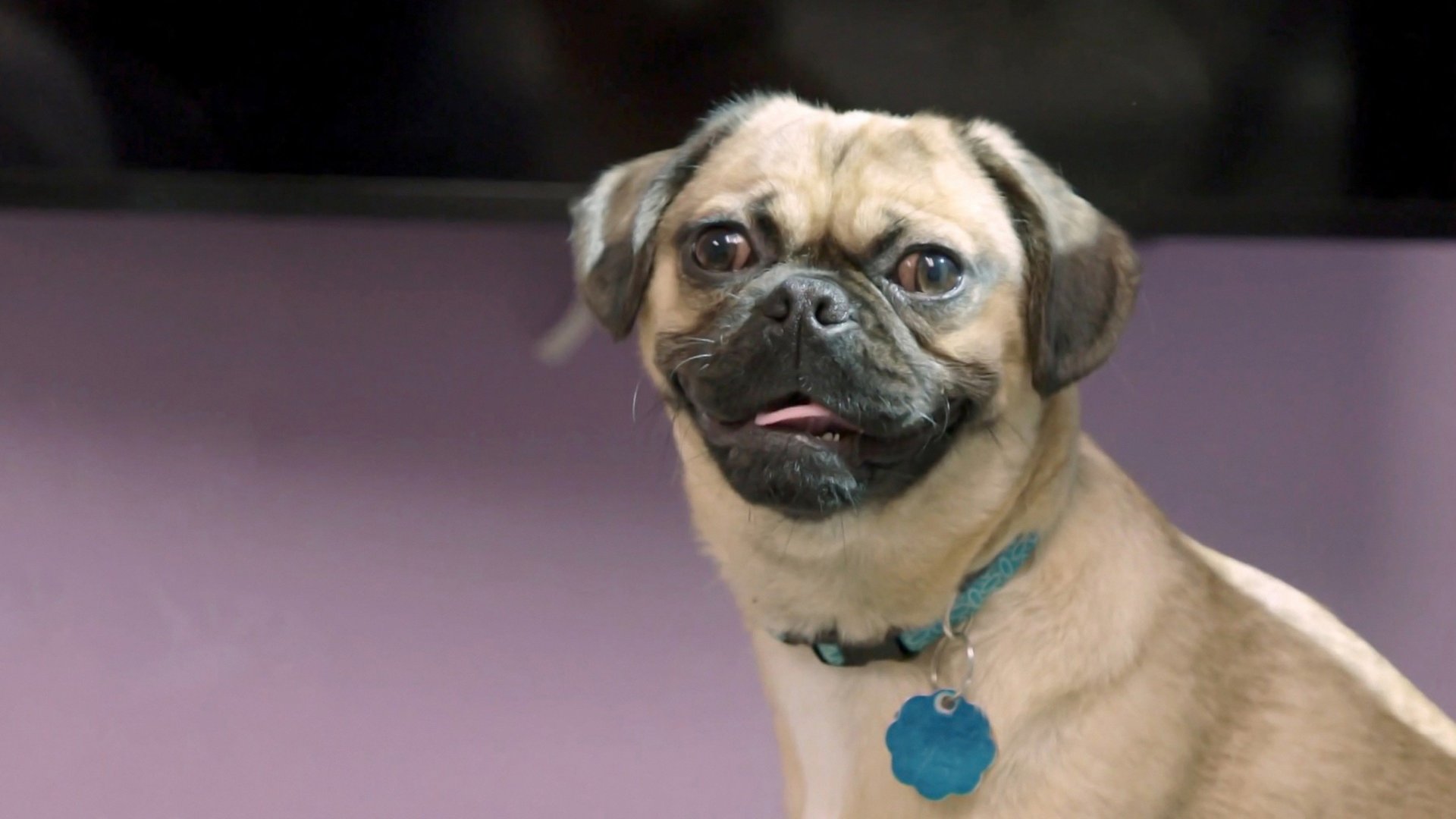 Veterinários do Texas : Pug em Problemas